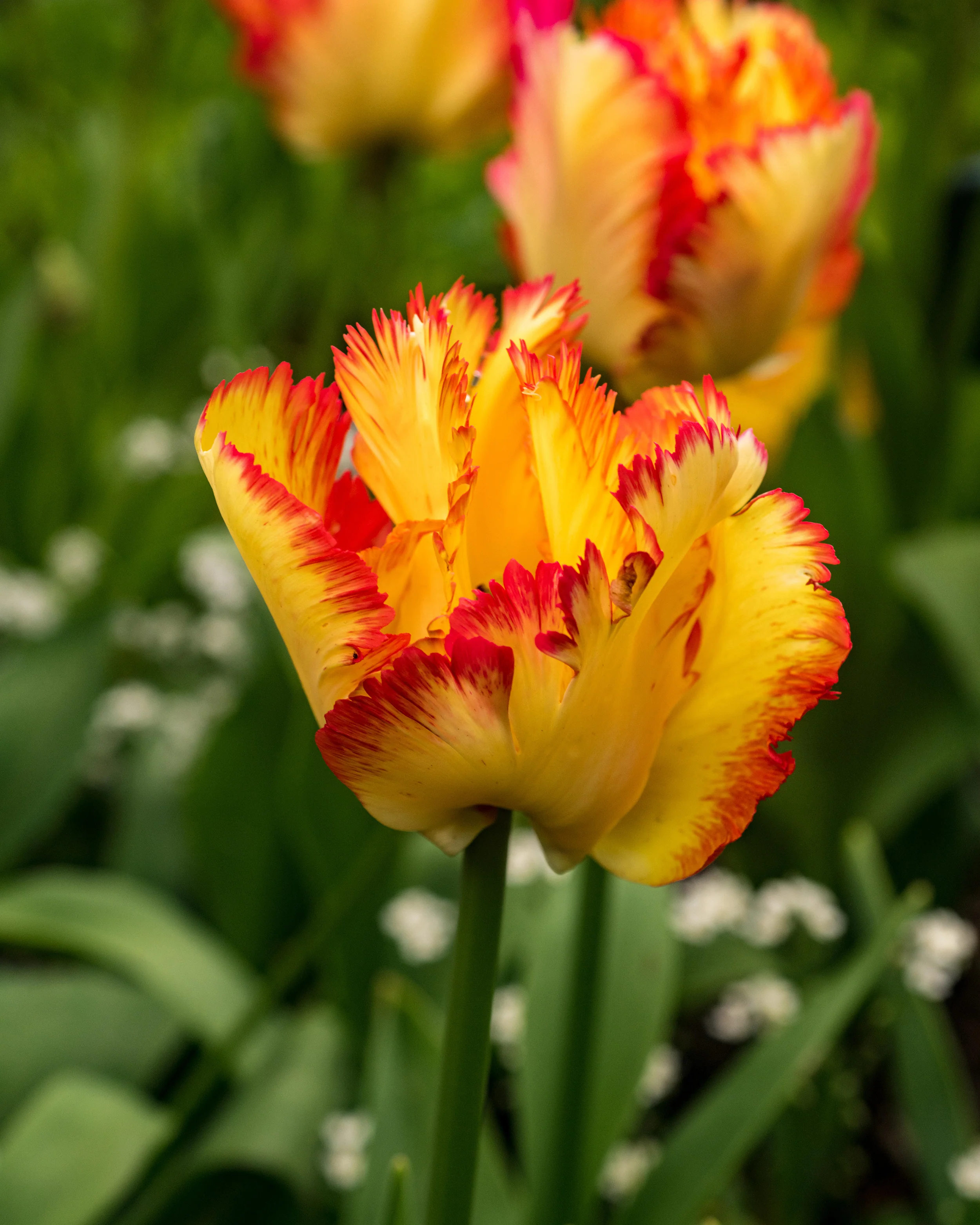 Tulip 'Caribbean Parrot' - Image 10