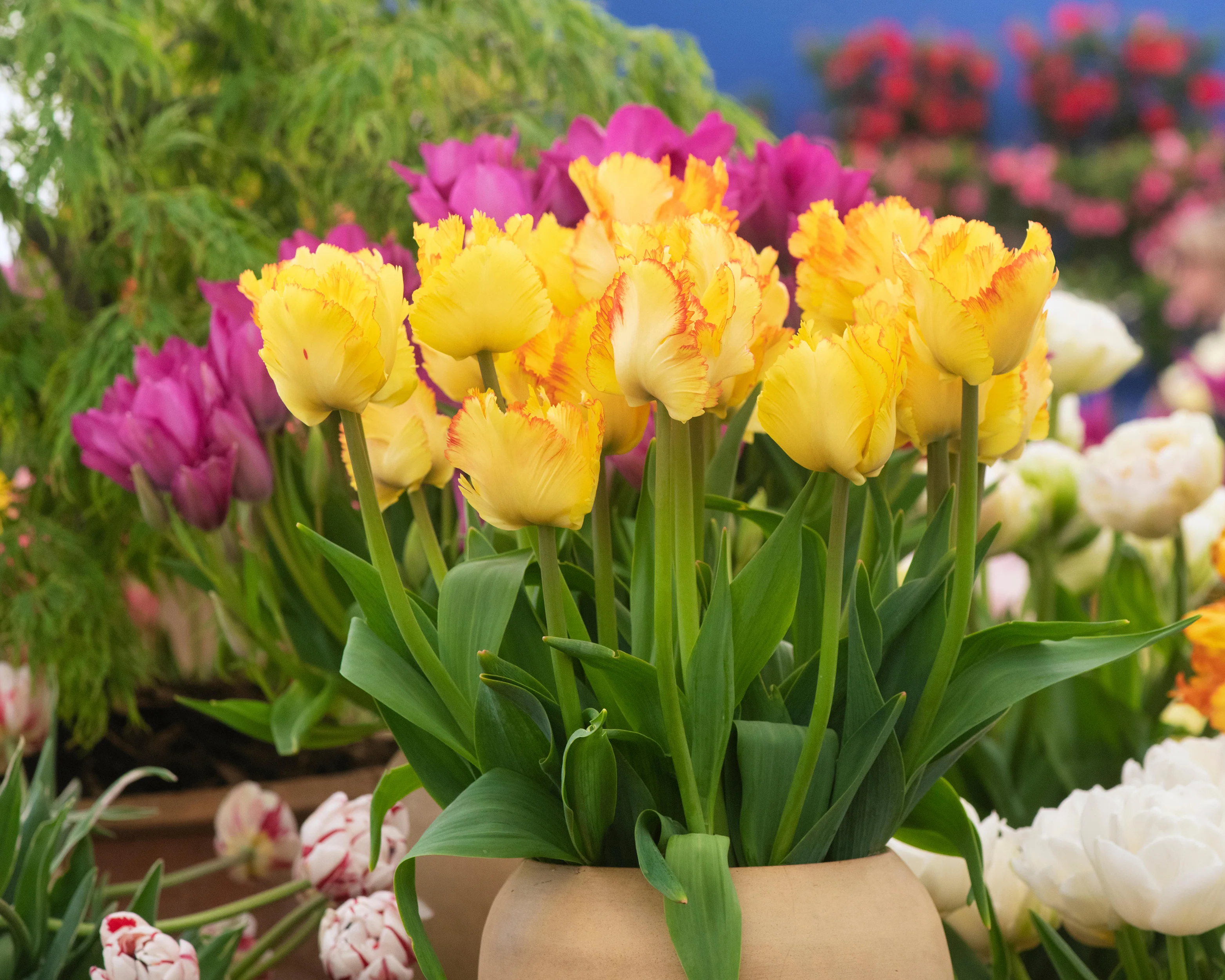 Tulip 'Caribbean Parrot' - Image 4