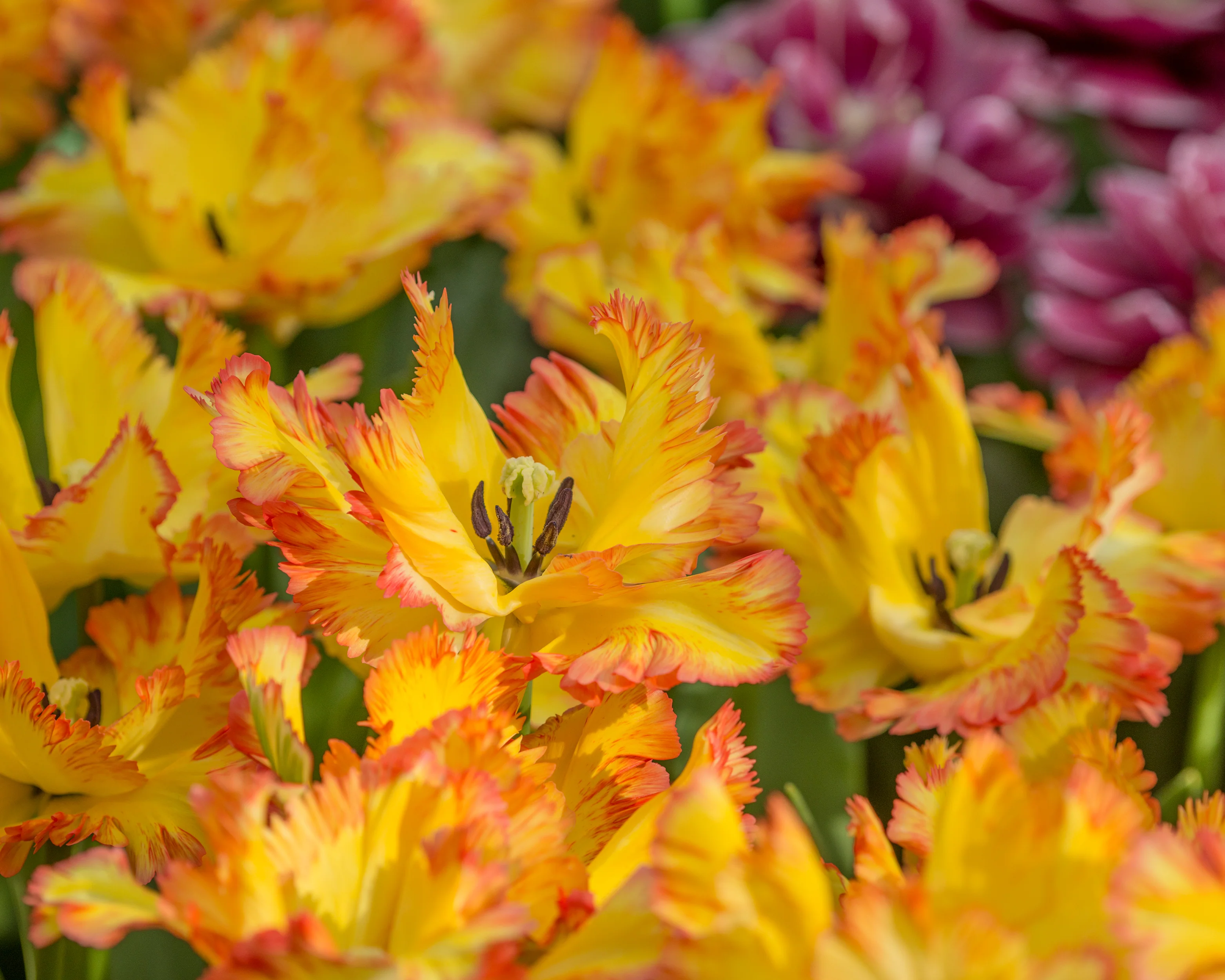 Tulip 'Caribbean Parrot' - Image 5