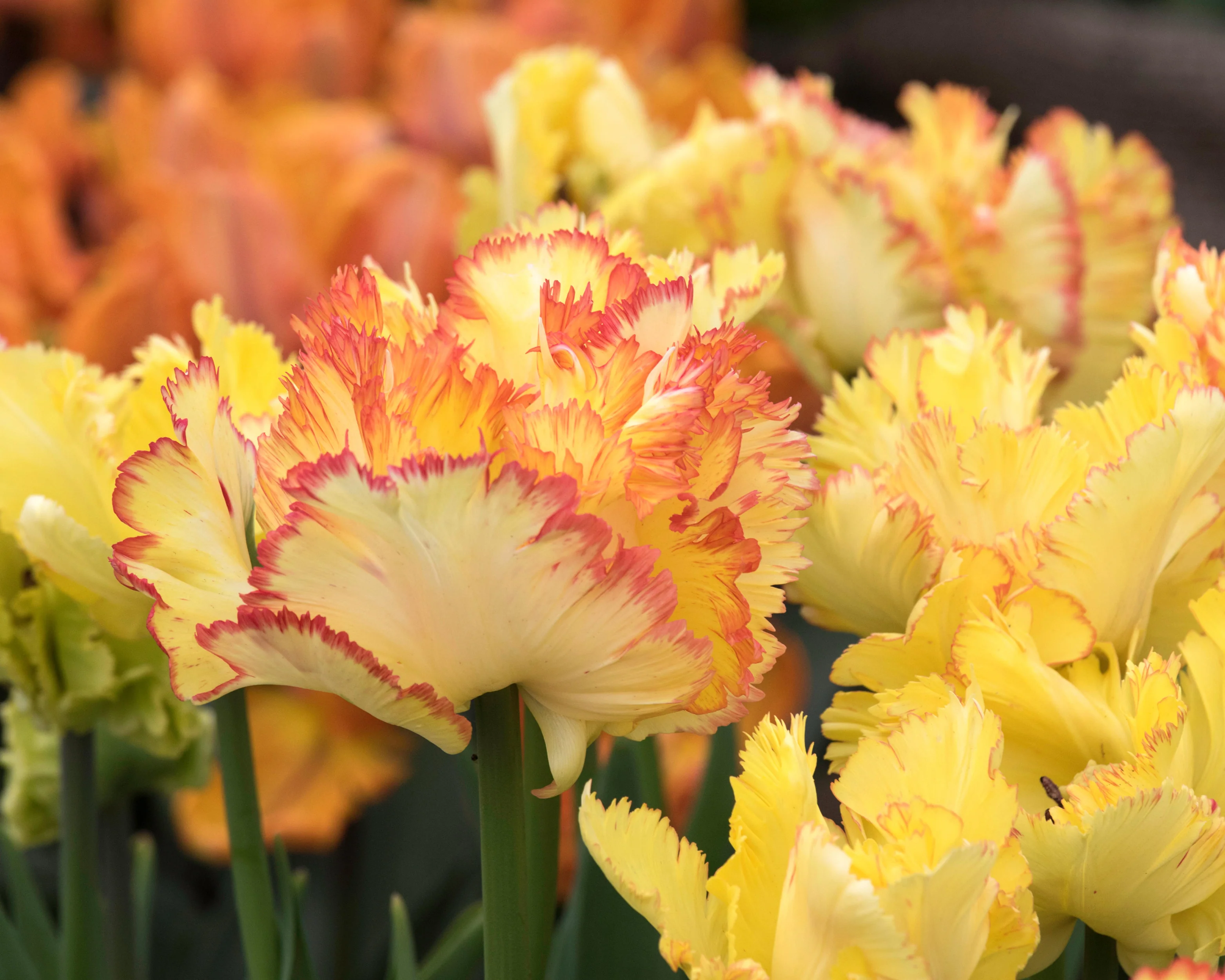 Tulip 'Caribbean Parrot' - Image 7