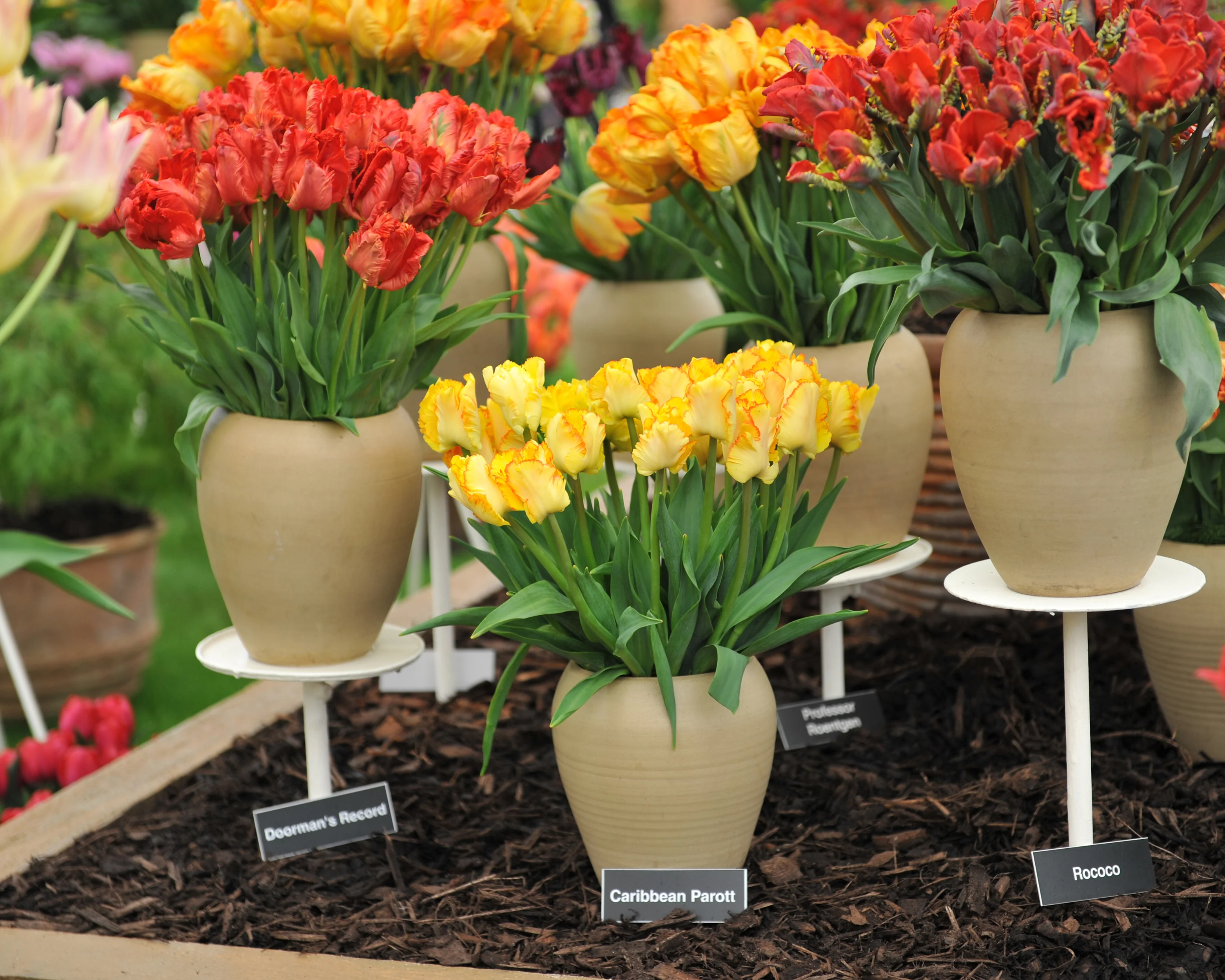 Tulip 'Caribbean Parrot' - Image 8