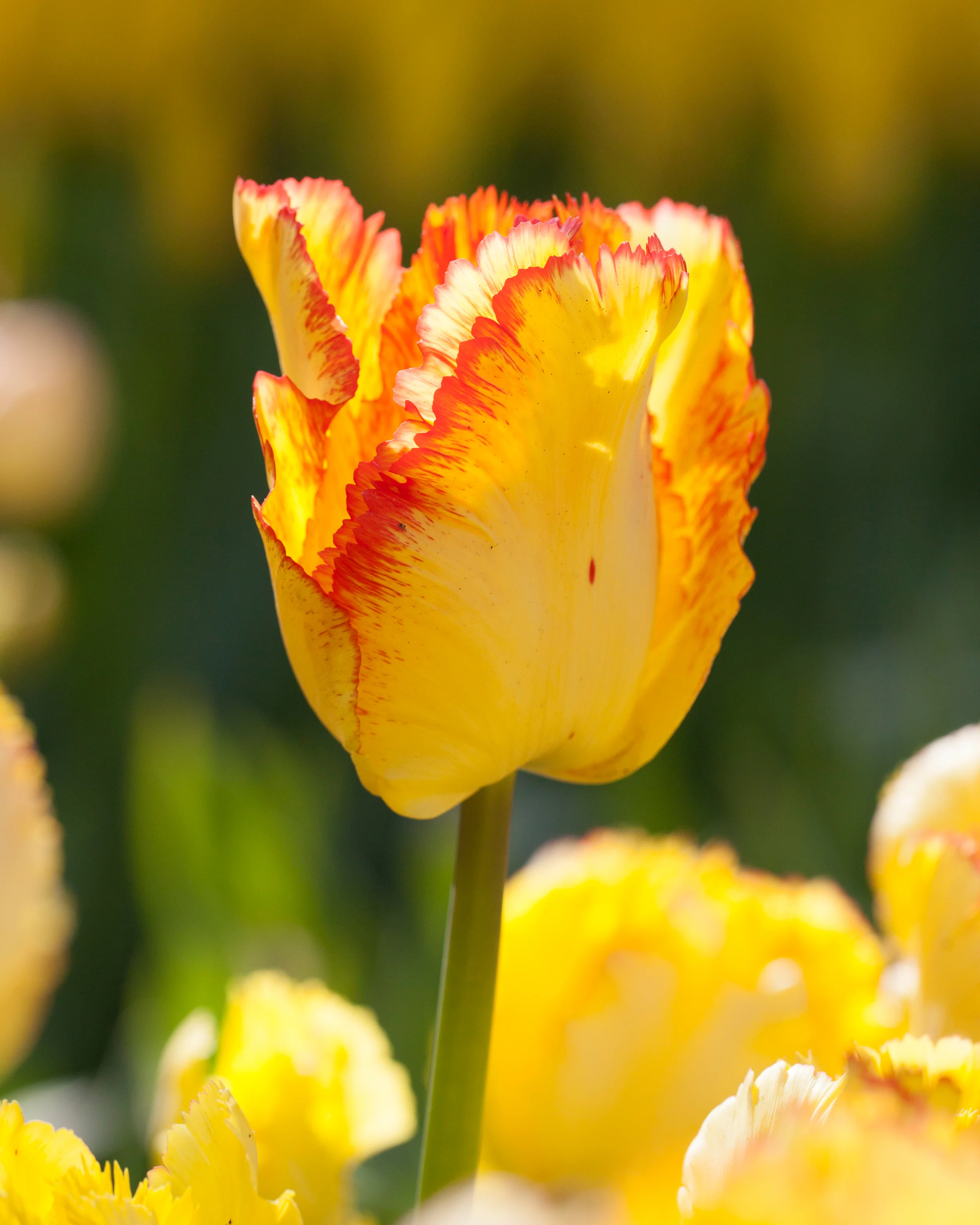 Tulip 'Caribbean Parrot' - Image 9