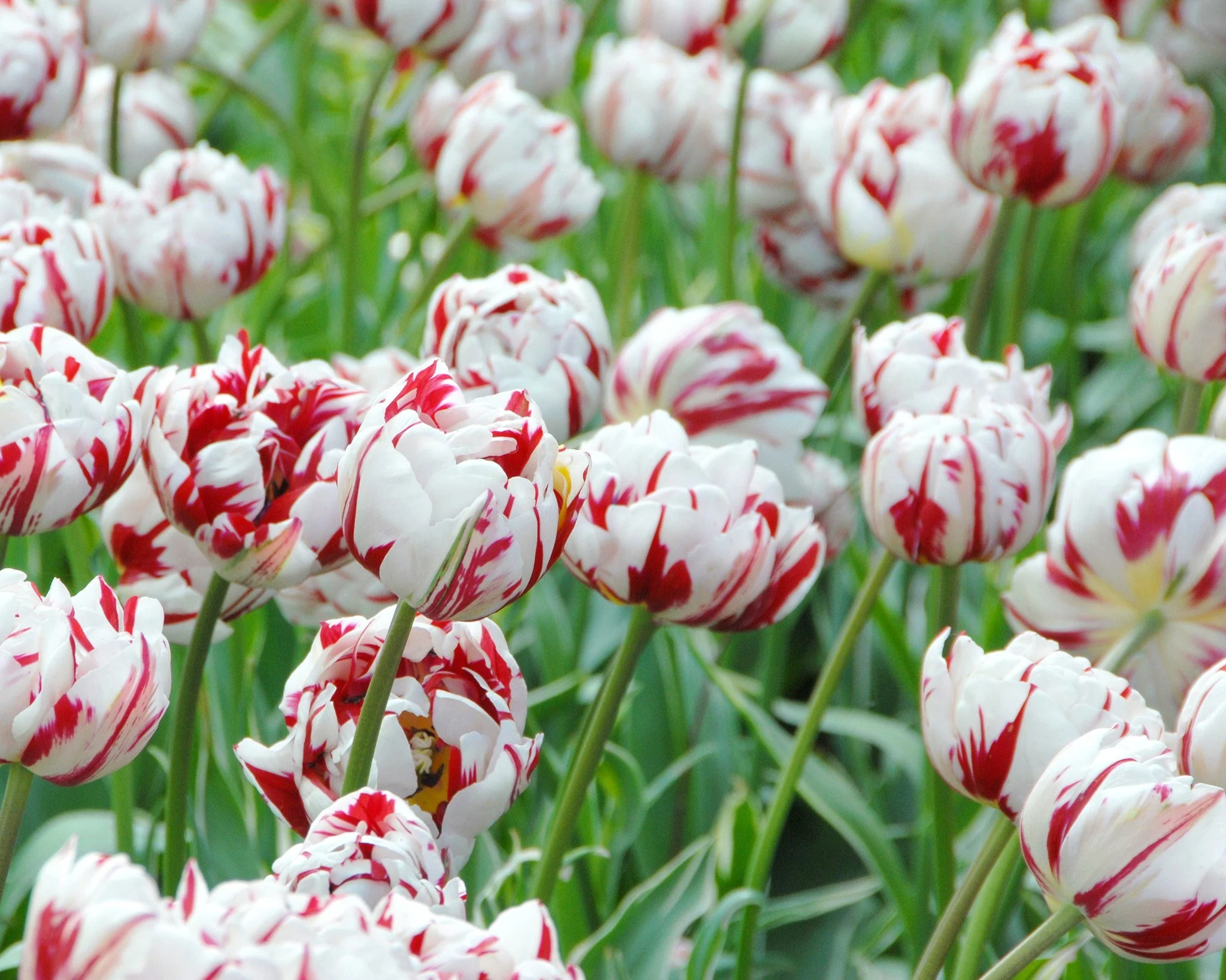 Tulip 'Carnaval de Nice' - Image 5