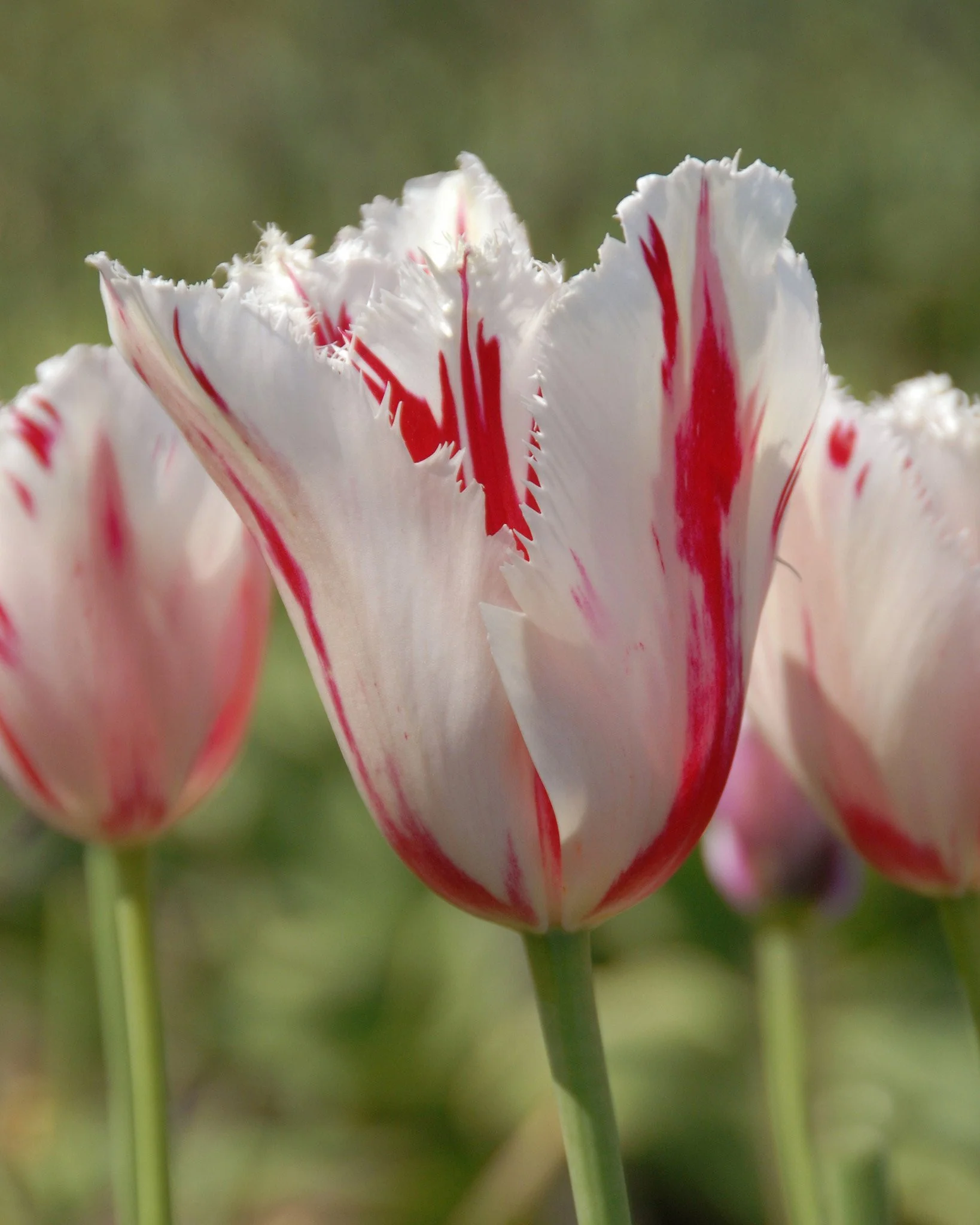 Tulip 'Carrousel' - Image 3