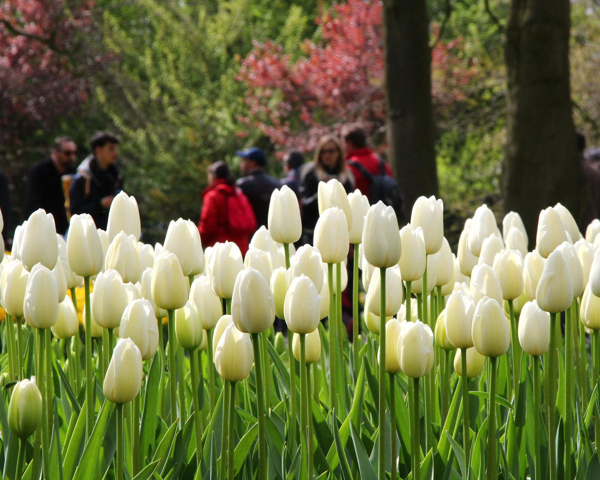 Tulip 'Catherina' - Image 2
