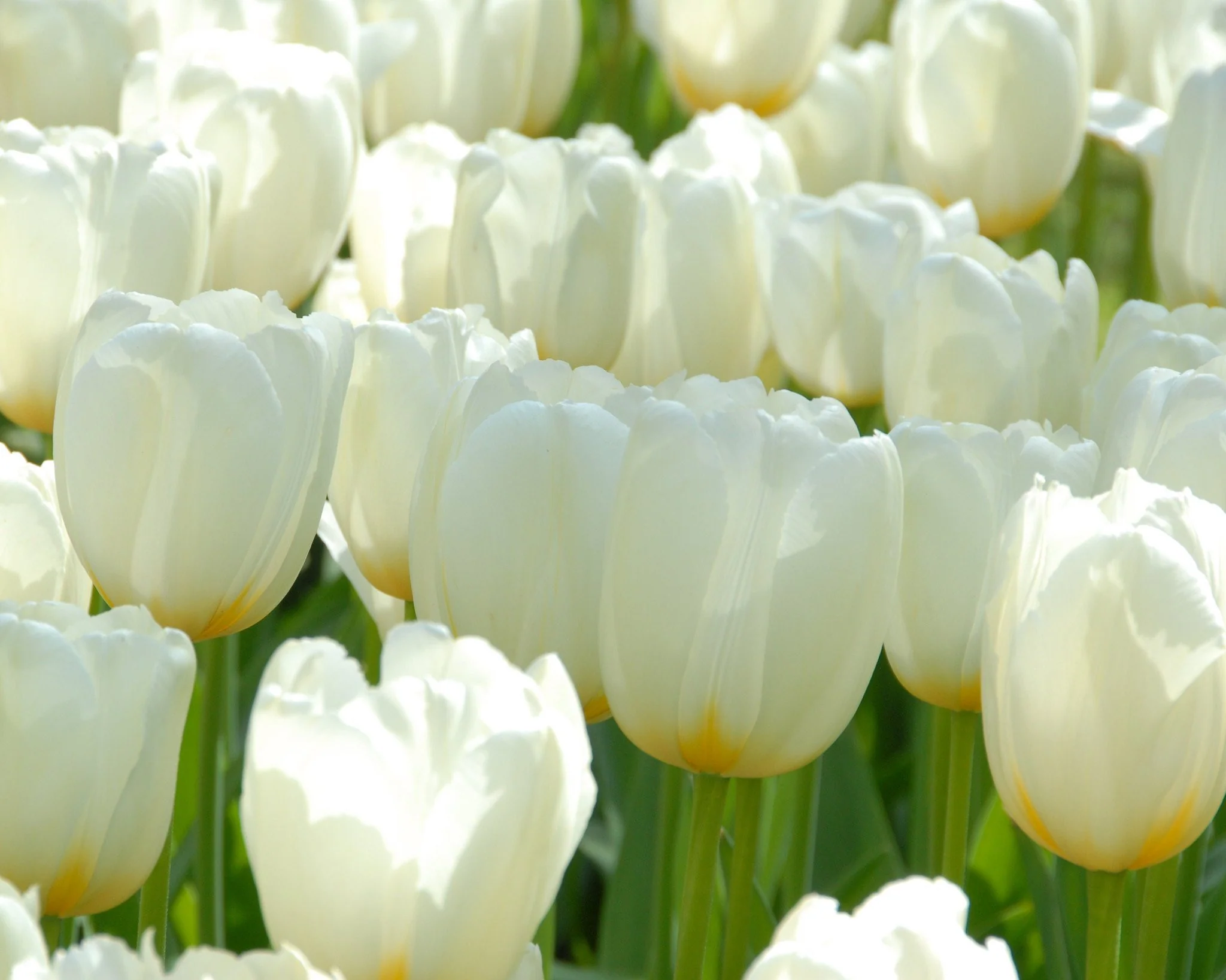 Tulip 'Catherina' - Image 3