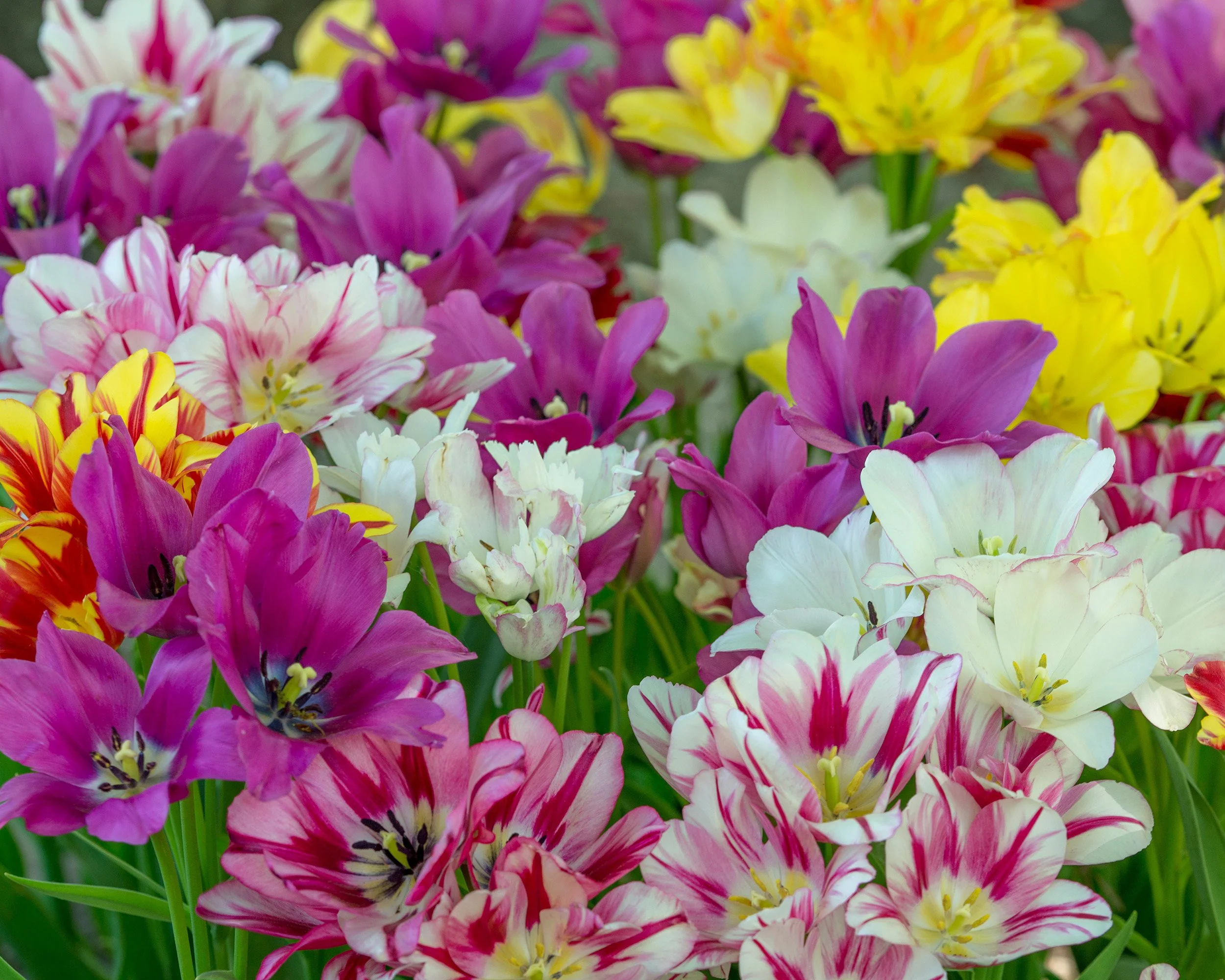 Tulip collection 'Club Mix' - Image 2