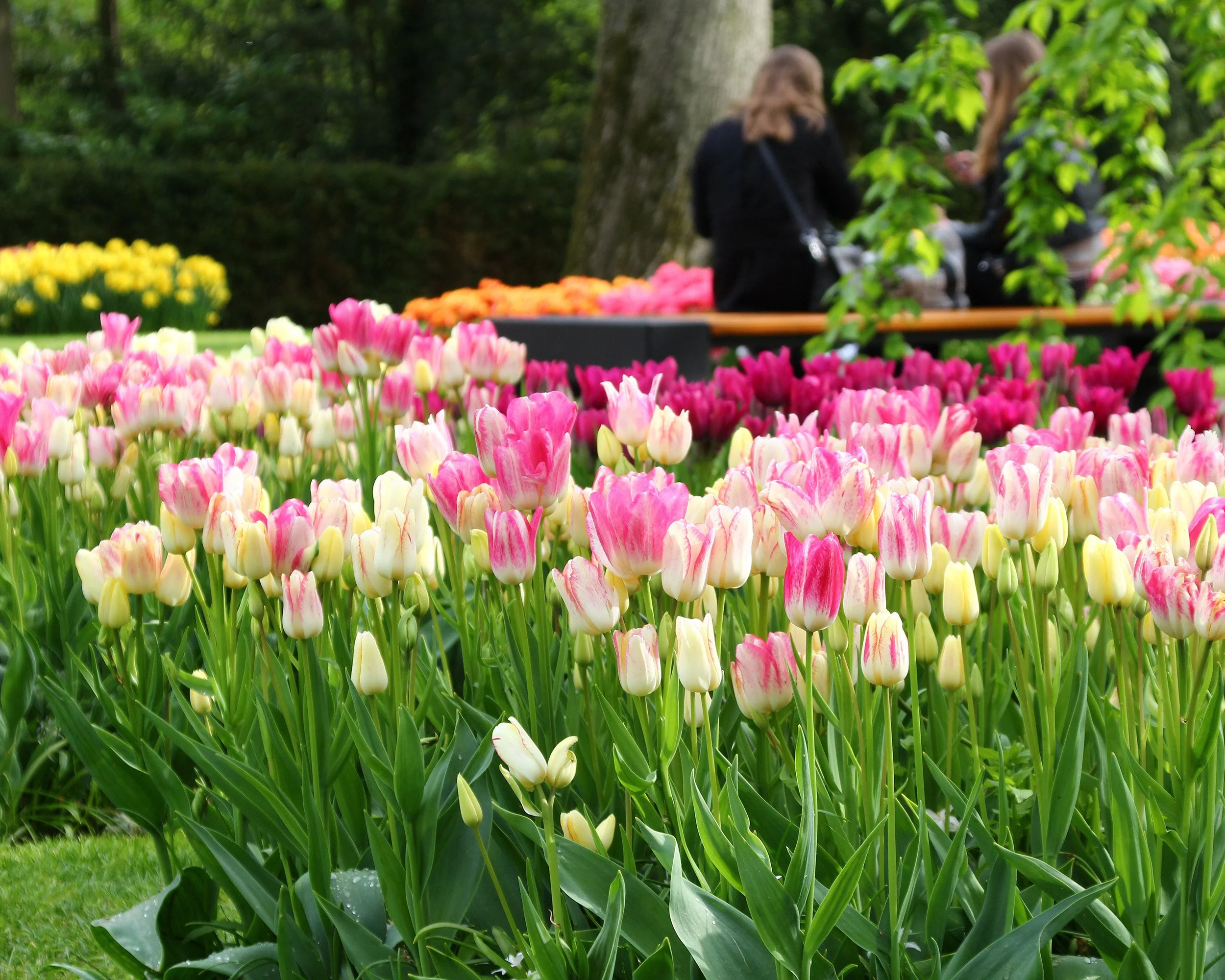Tulip collection 'Club Mix' - Image 3