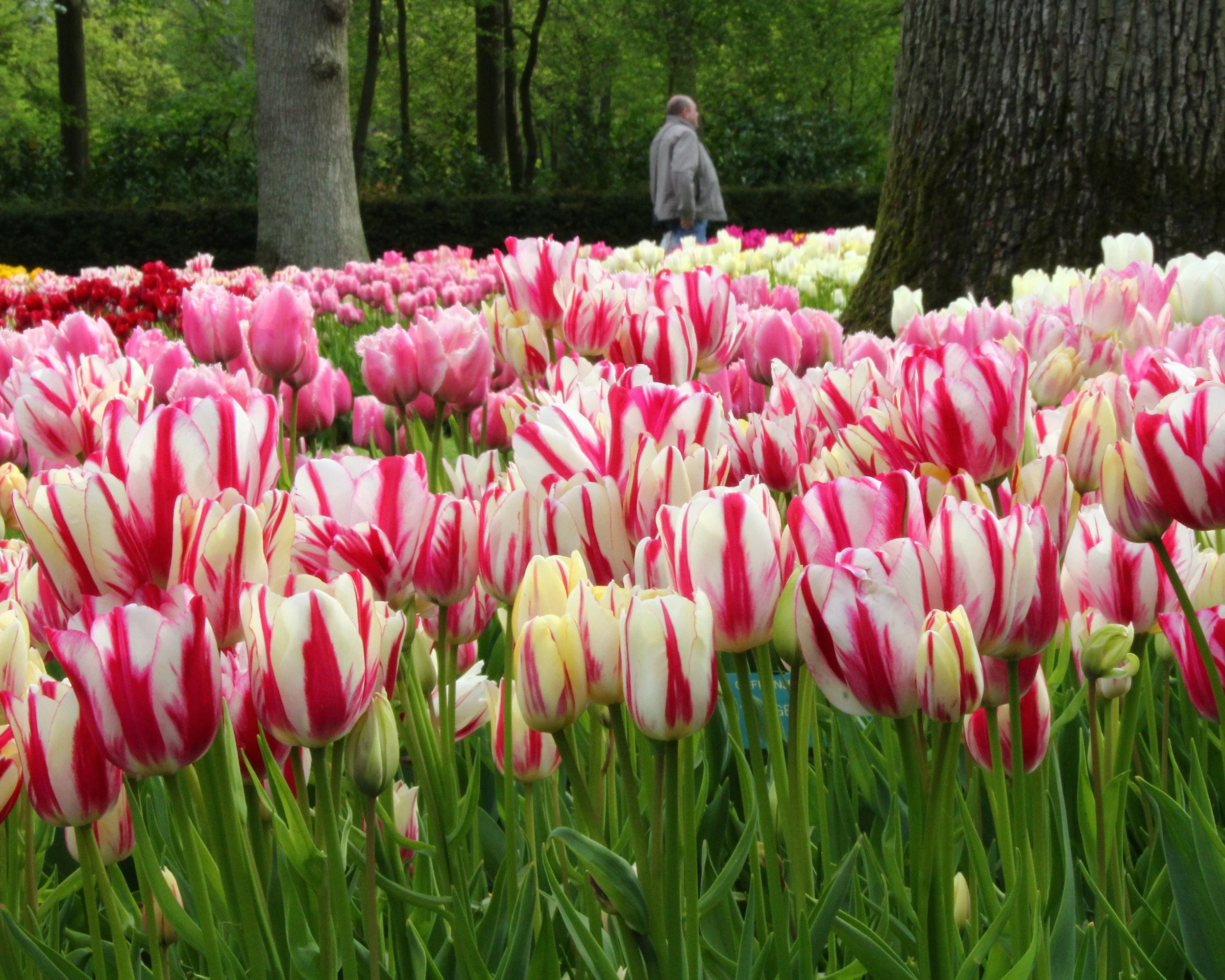 Tulip collection 'Club Mix' - Image 6