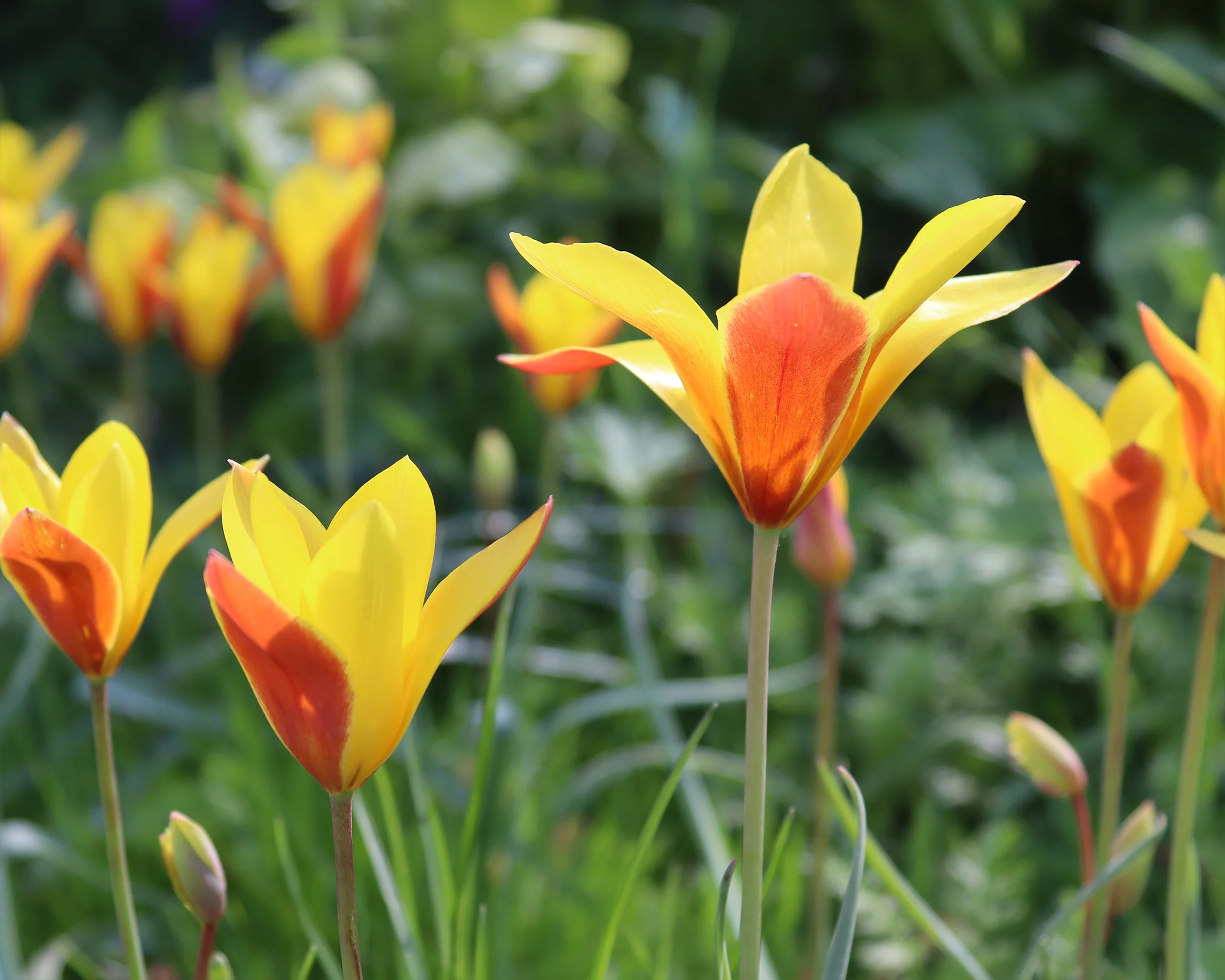 Tulip clusiana var. chrysantha - Image 3