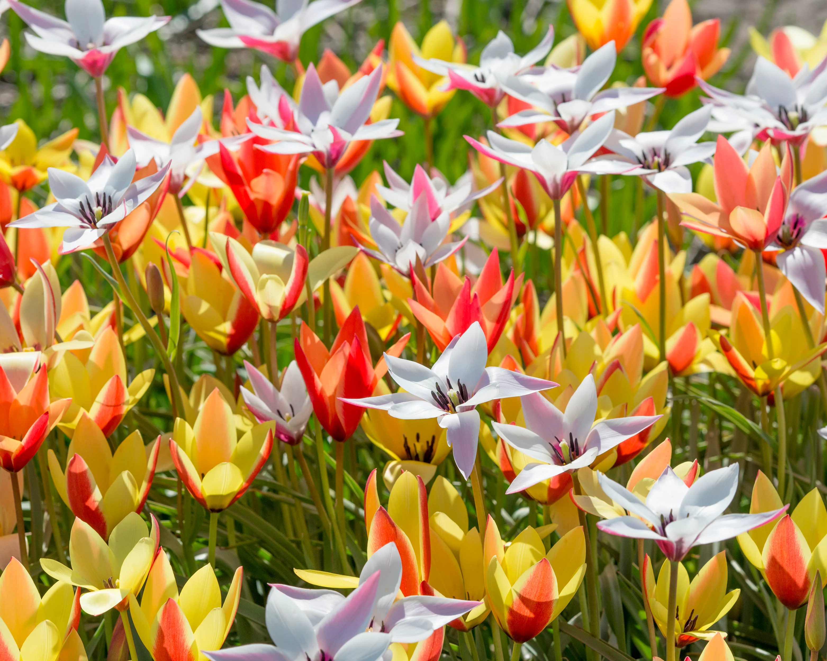 Tulip clusiana 'Super Mix' - Image 2