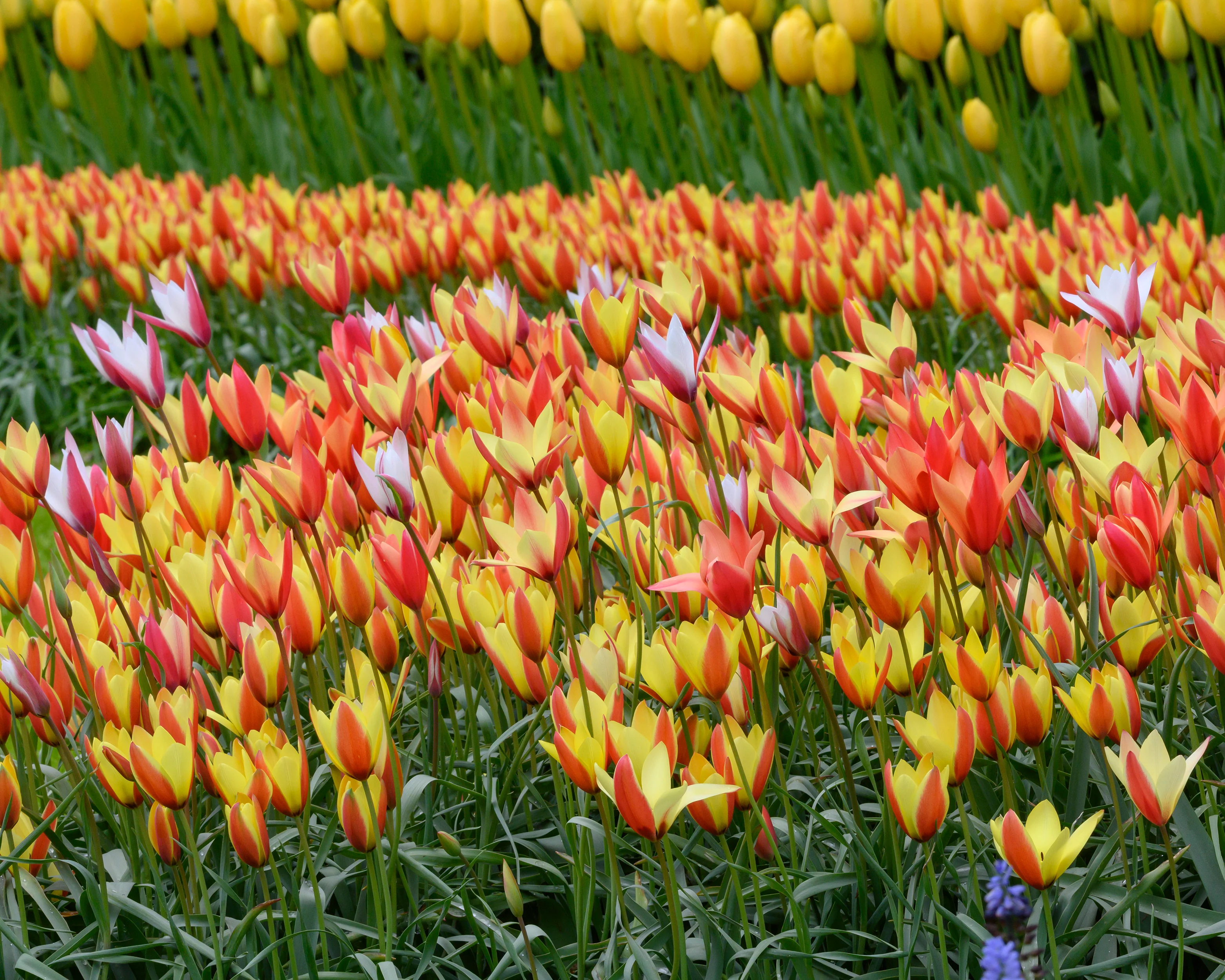 Tulip clusiana 'Super Mix' - Image 3