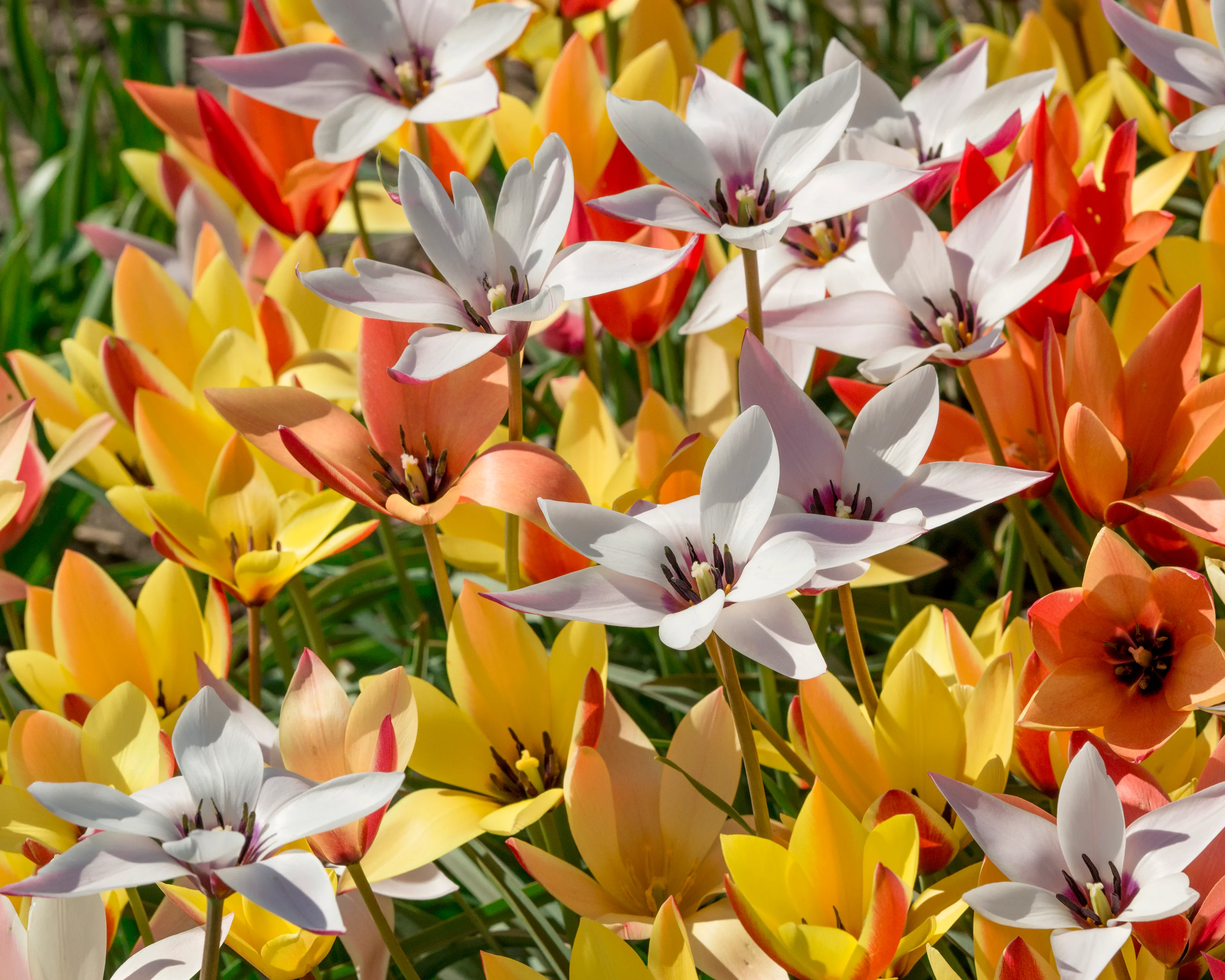 Tulip clusiana 'Super Mix' - Image 4