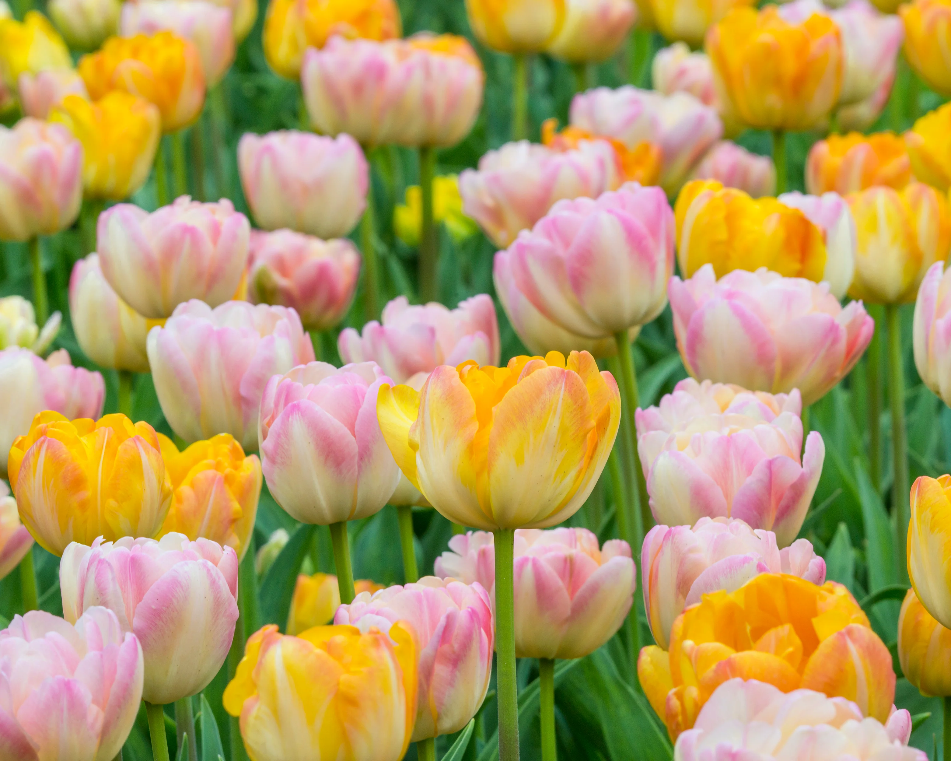 Tulip collection 'Blooming Bonfire' - Image 3