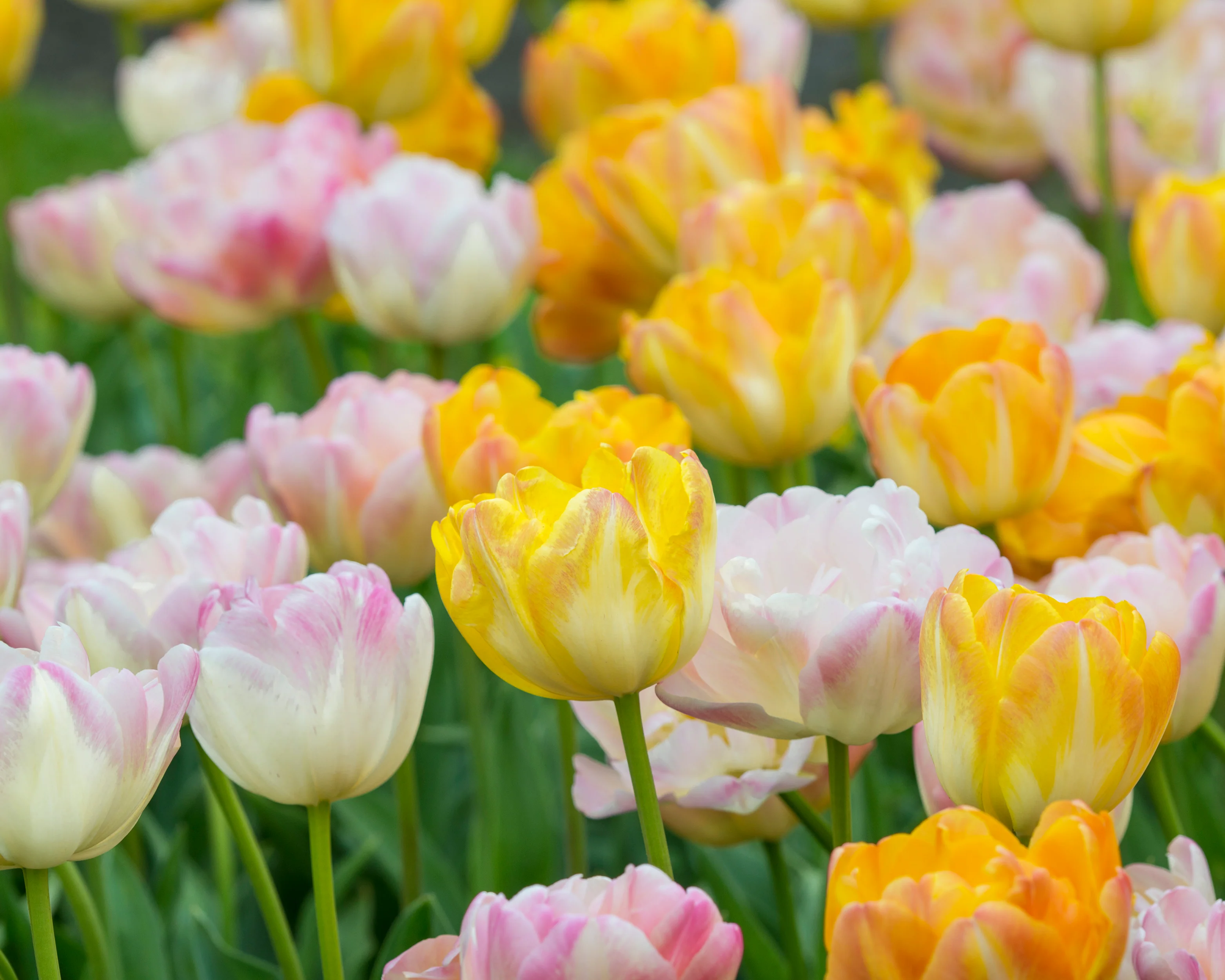 Tulip collection 'Blooming Bonfire' - Image 6