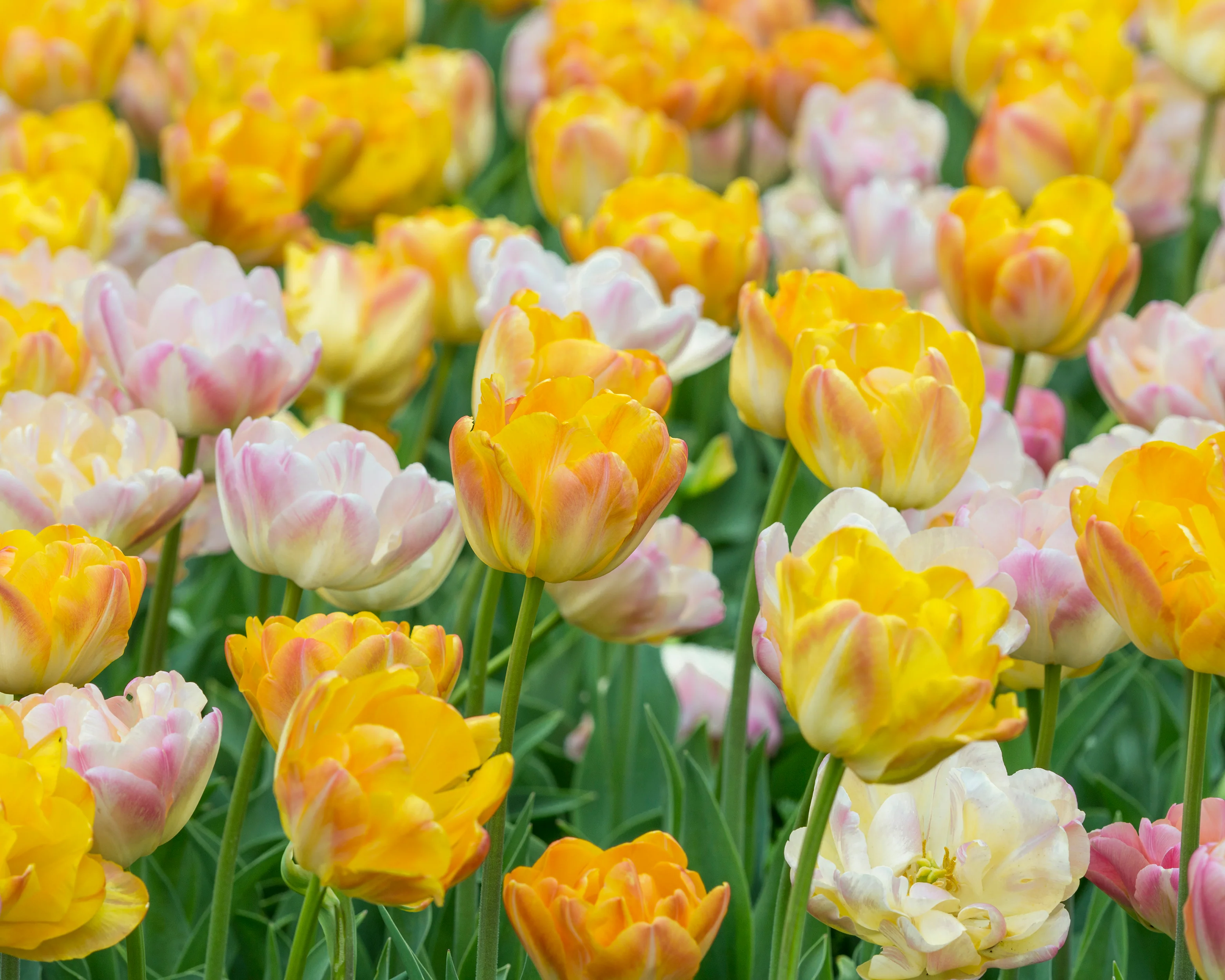 Tulip collection 'Blooming Bonfire' - Image 7
