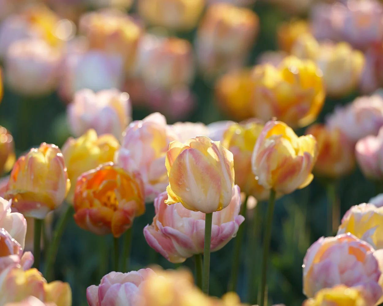 Tulip collection 'Blooming Bonfire' - Image 8