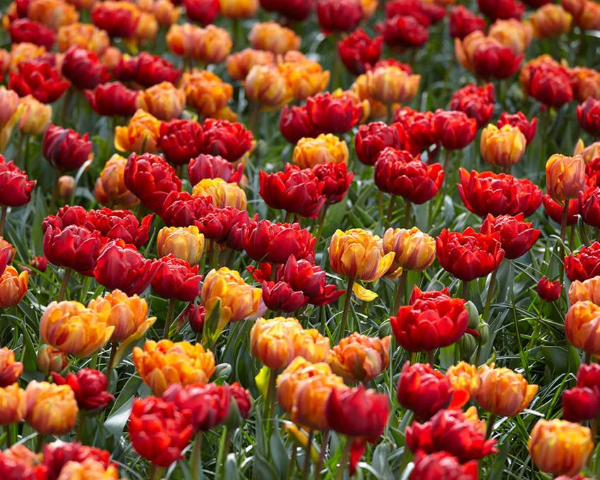 Tulip collection 'Double Royale' - Image 4