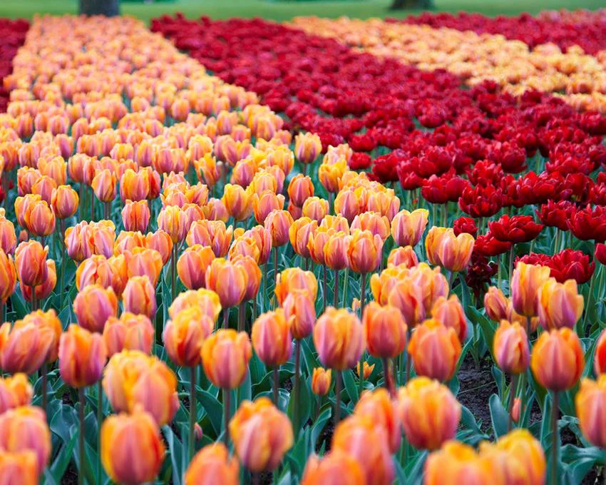 Tulip collection 'Double Royale' - Image 5