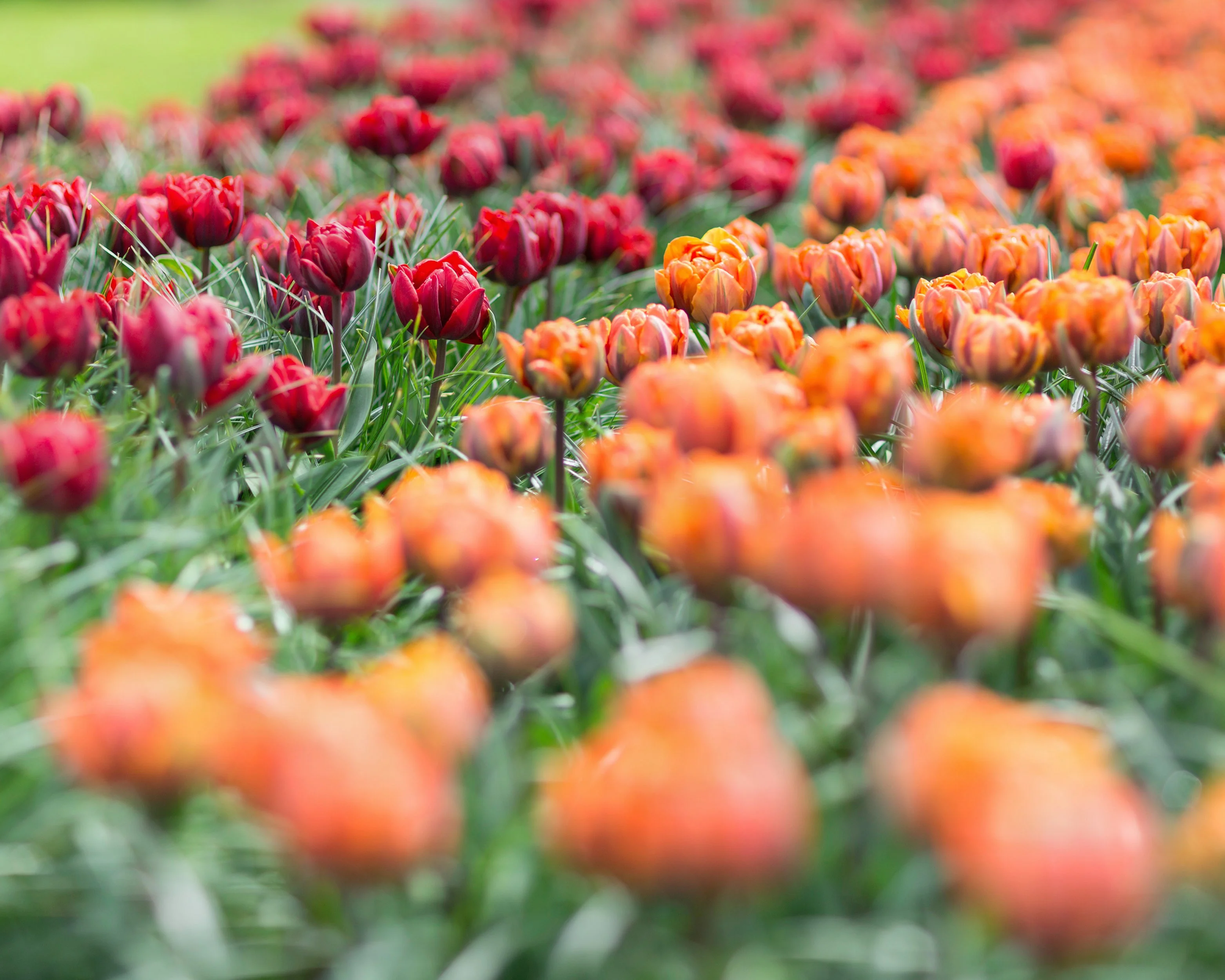 Tulip collection 'Double Royale' - Image 7