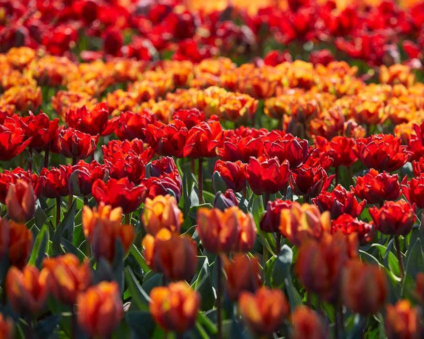 Tulip collection 'Double Royale' - Image 8