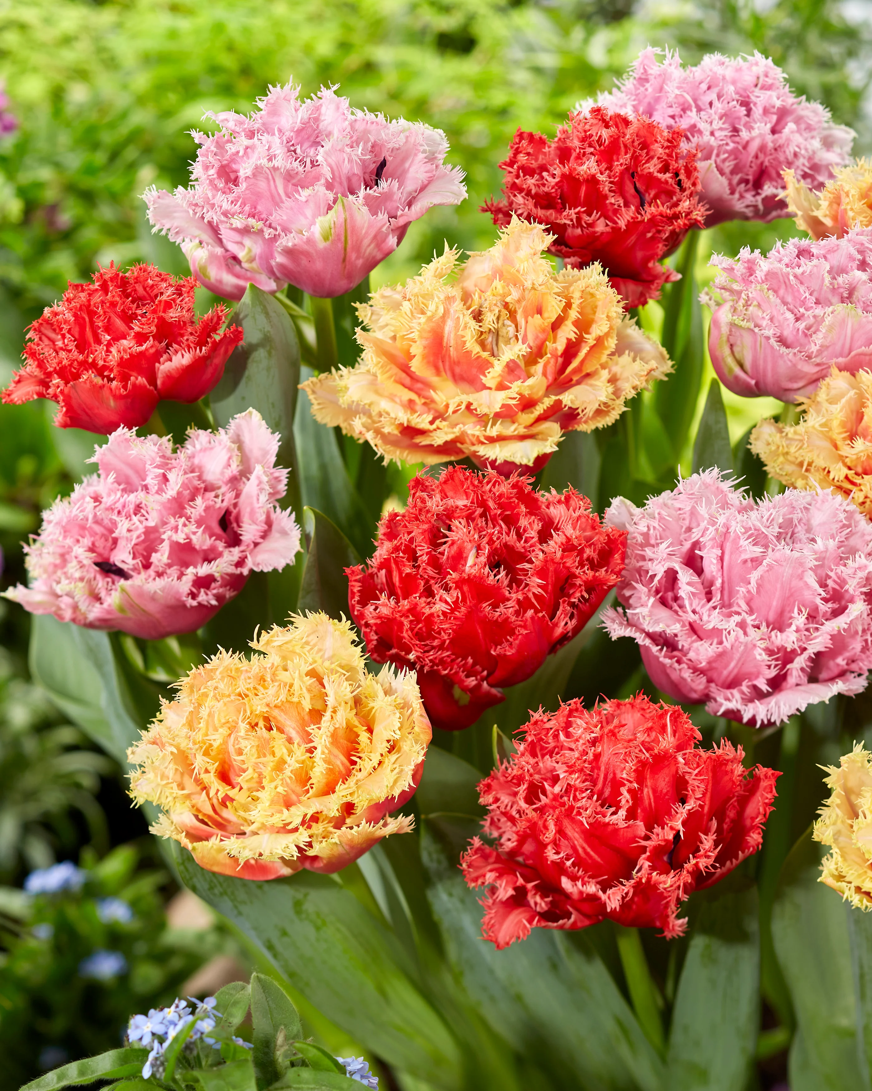 Tulip collection 'Down Under' - Image 4