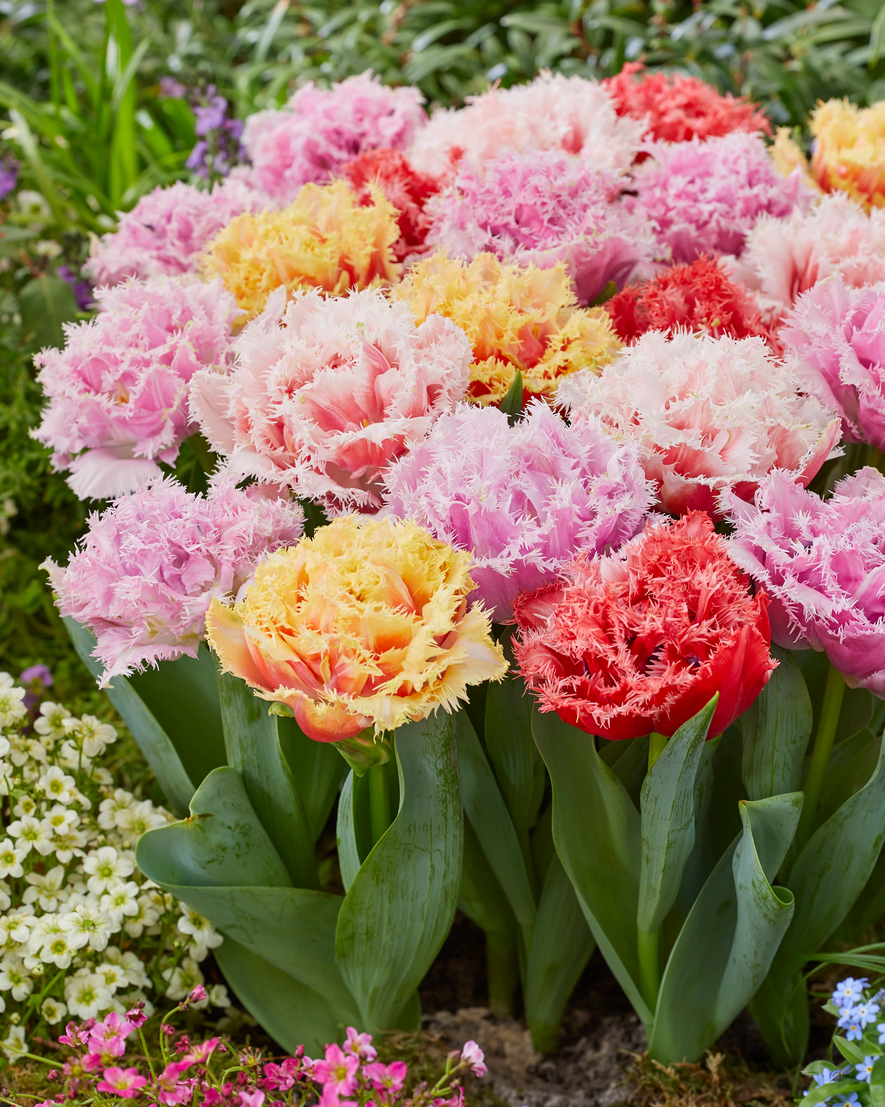 Tulip collection 'Down Under' - Image 6