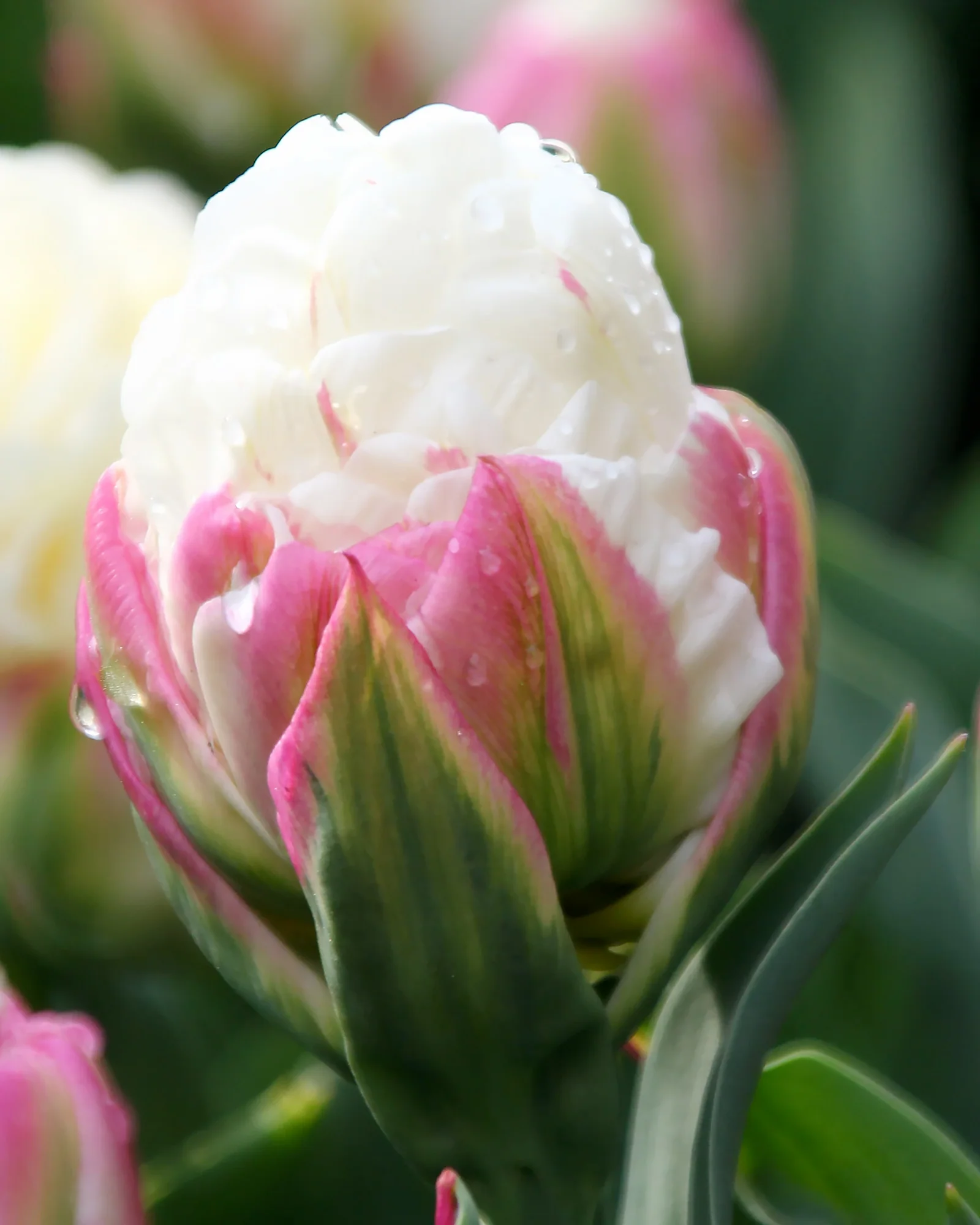 Tulip collection 'Gelato' - Image 3