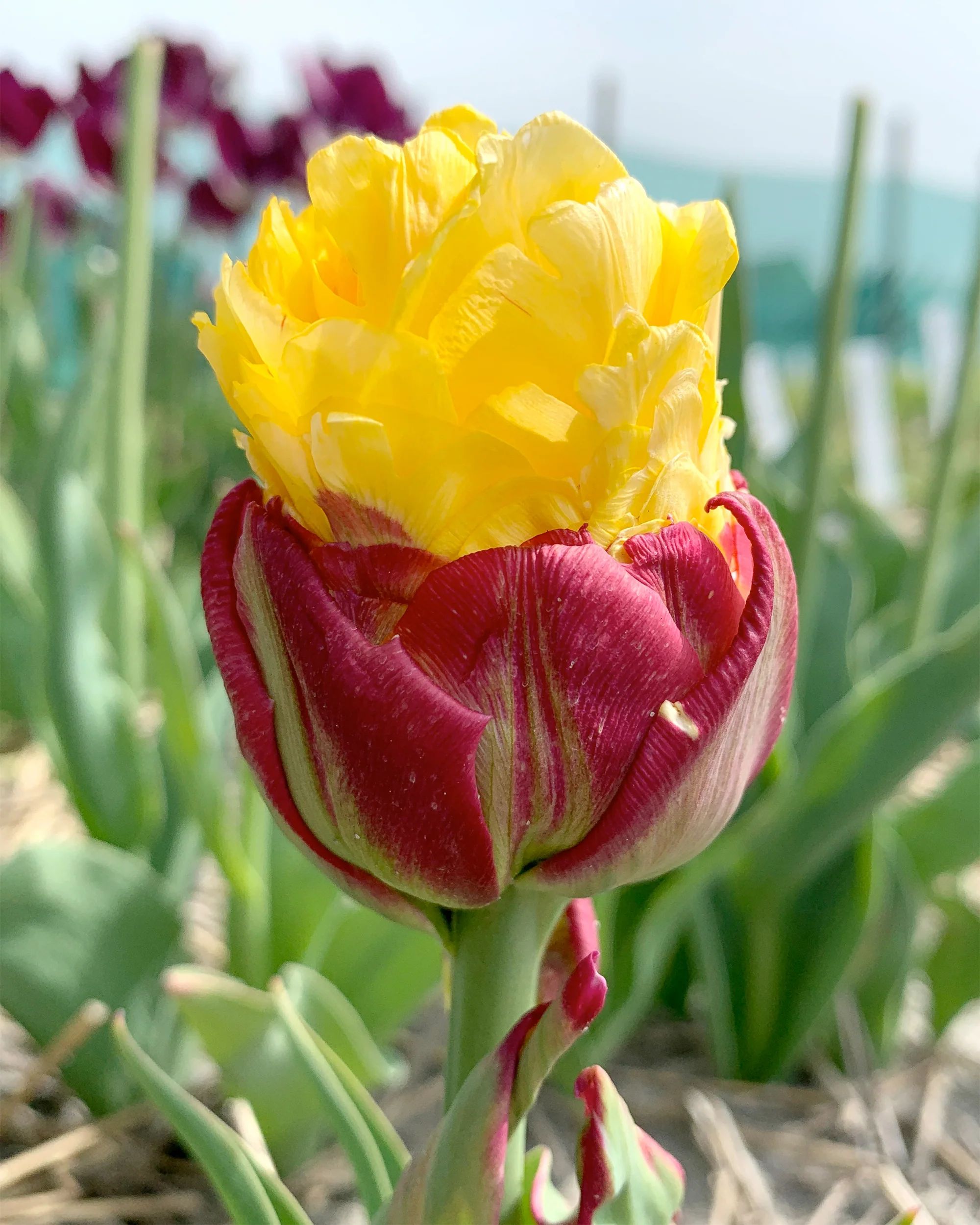 Tulip collection 'Gelato' - Image 4