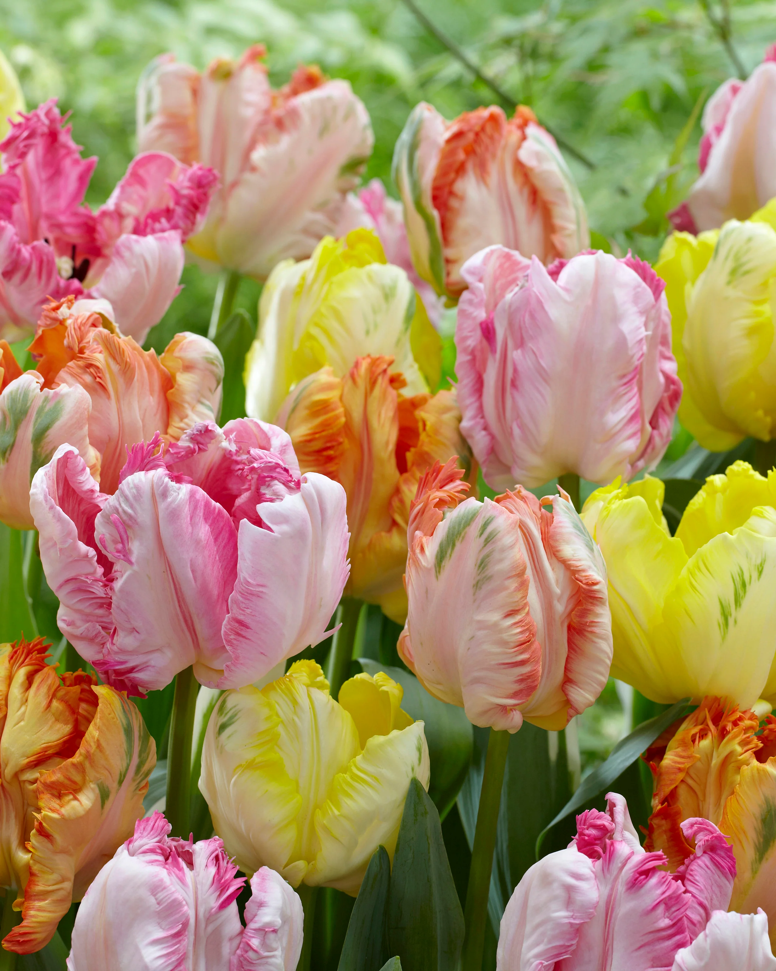 Tulip collection 'Pastel Parrots' - Image 3