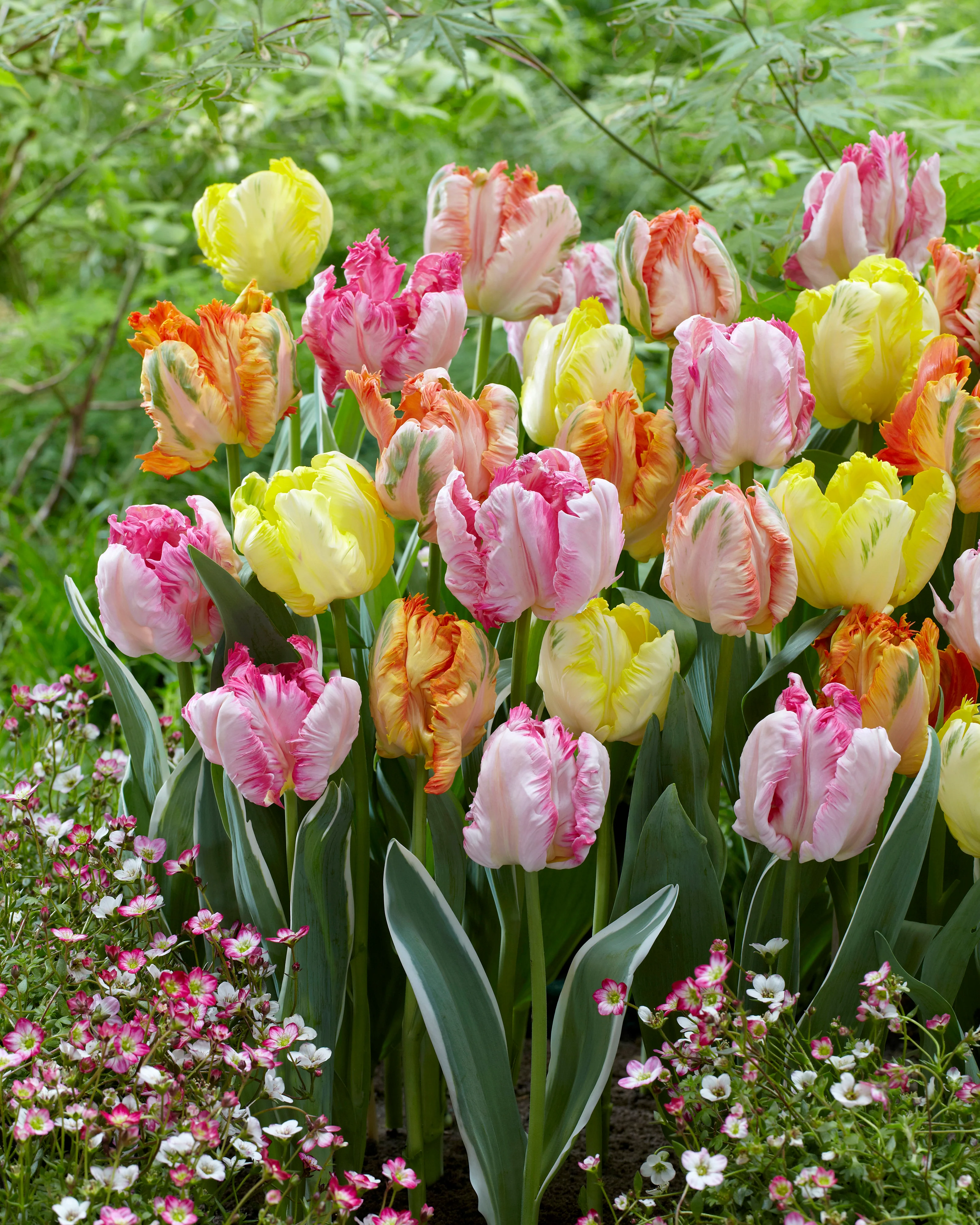 Tulip collection 'Pastel Parrots' - Image 4