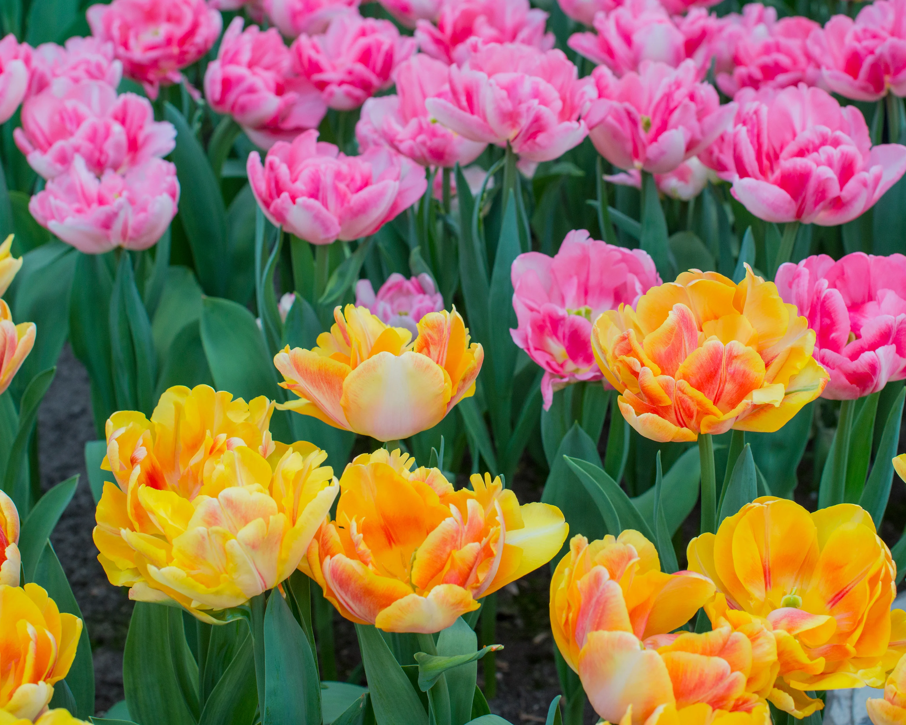 Tulip collection 'Peach Passion' - Image 4