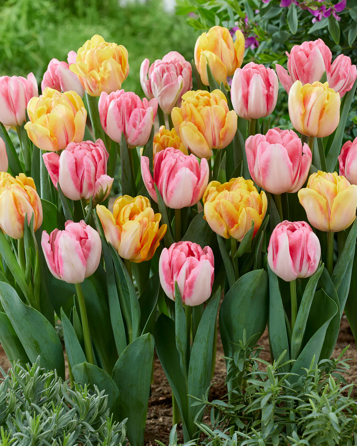 Tulip collection 'Peach Passion' - Image 5