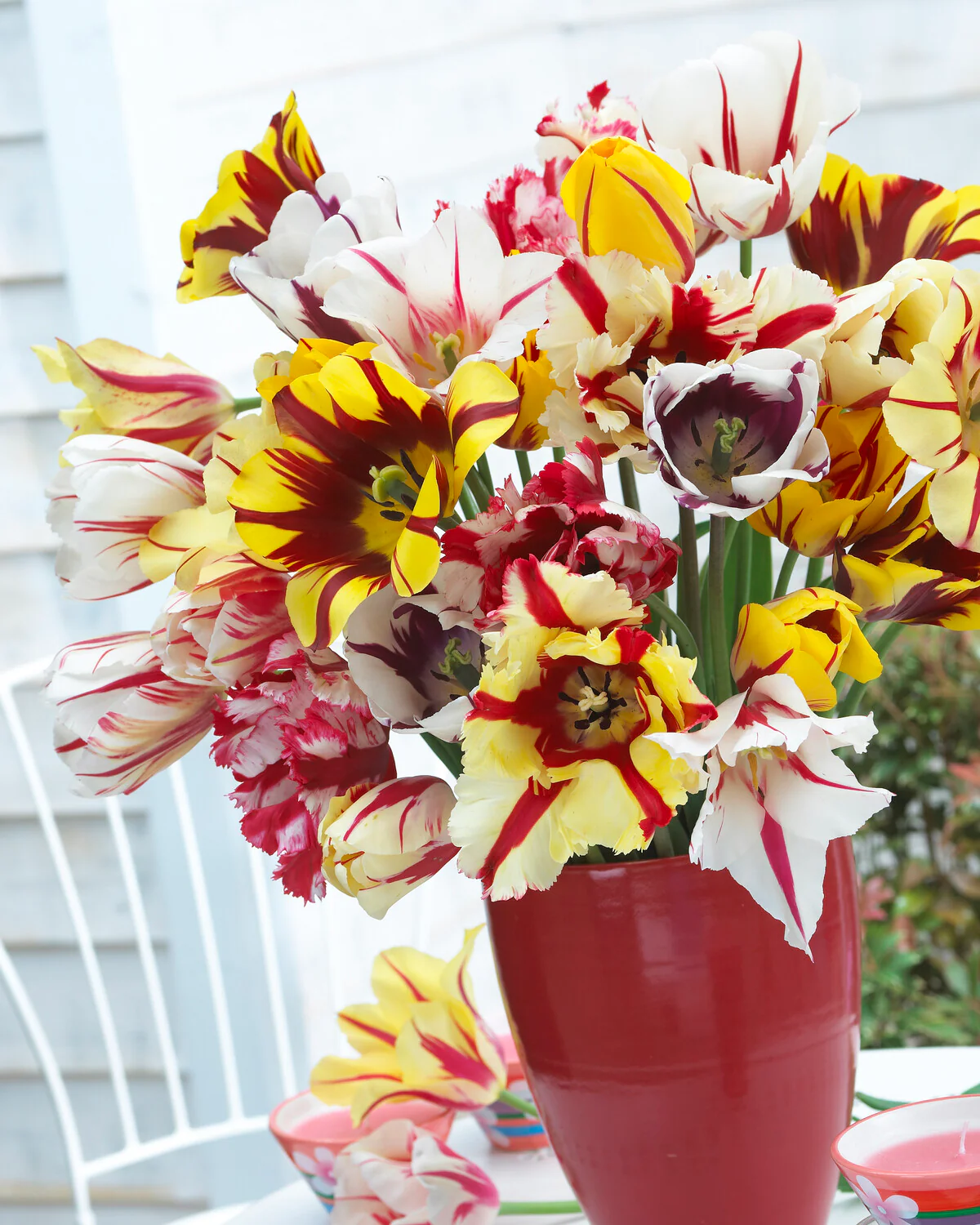 Tulip collection 'Rembrandt's Strokes' - Image 5