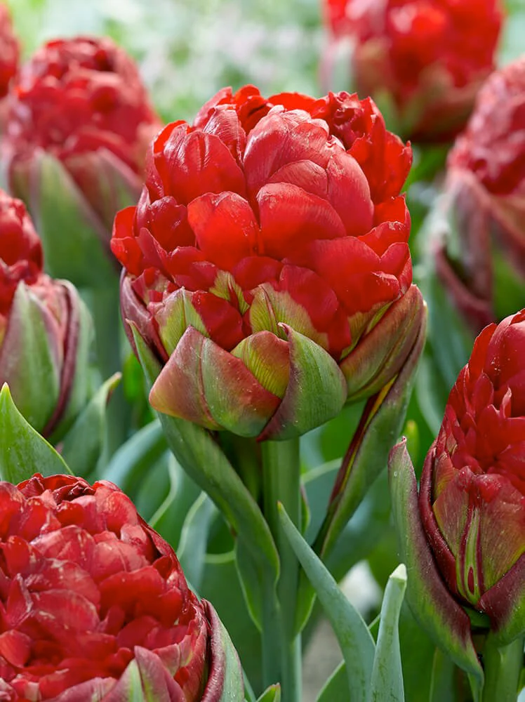 Tulip collection 'Sorbetto' - Image 5