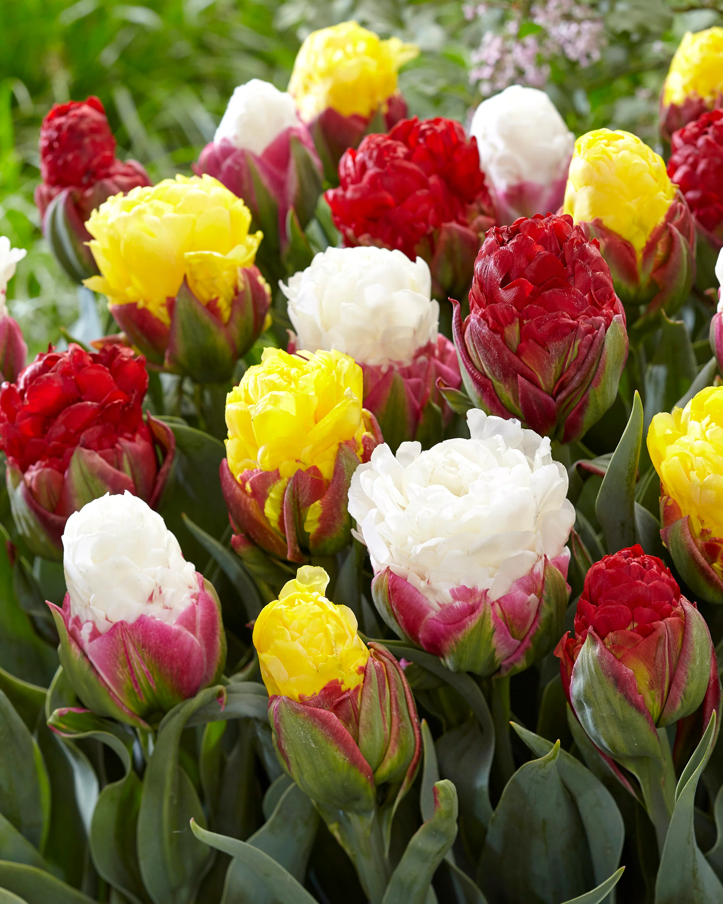 Tulip collection 'Sorbetto' - Image 6