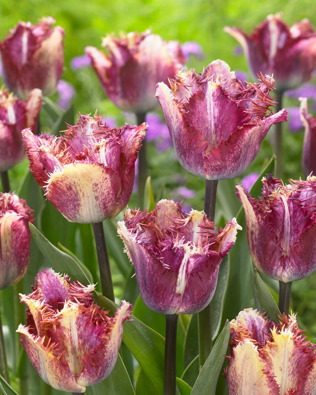 Tulip 'Colour Fusion' - Image 10