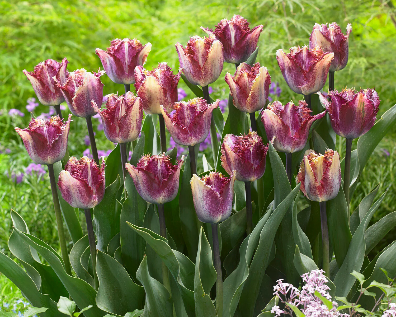 Tulip 'Colour Fusion' - Image 11