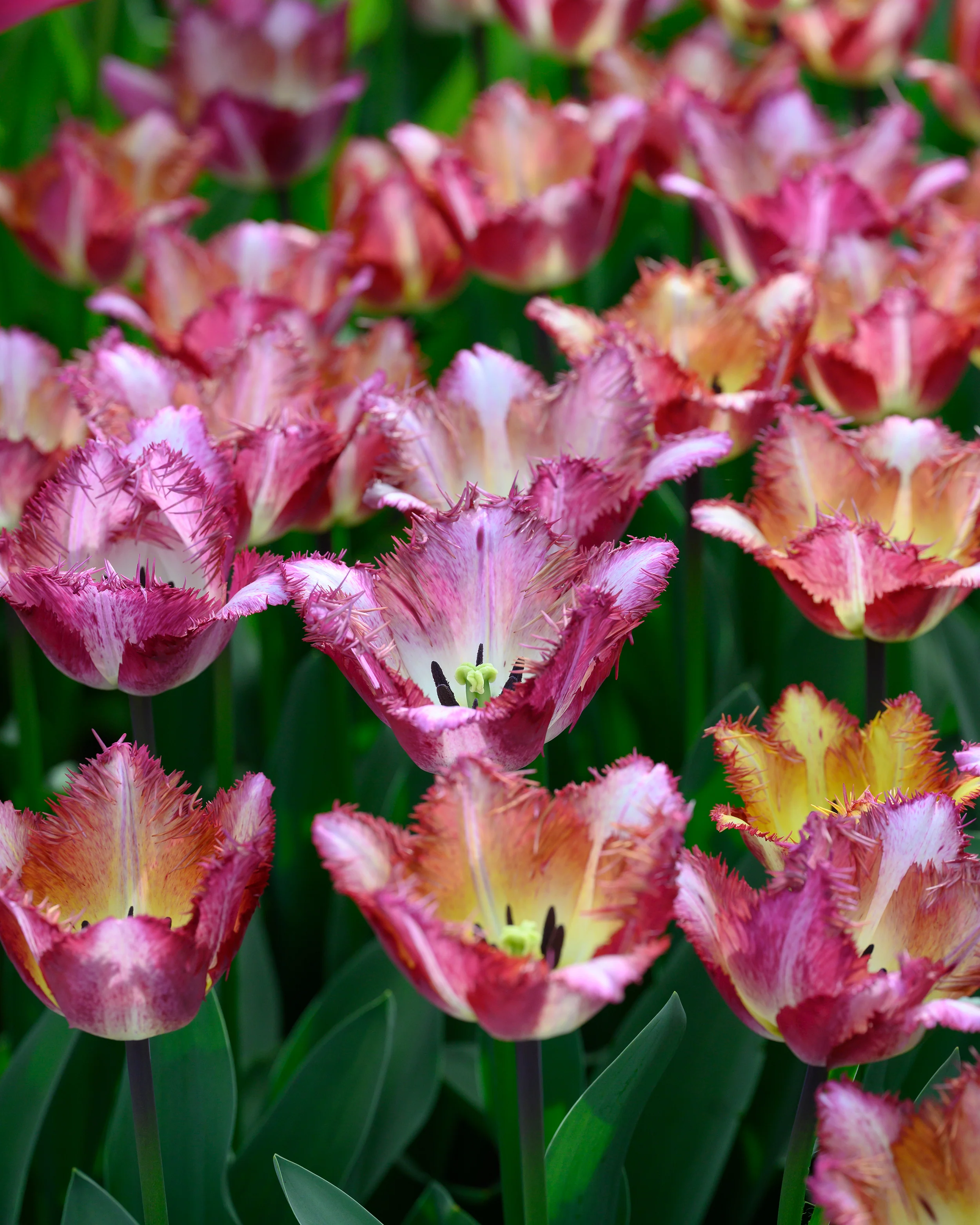 Tulip 'Colour Fusion' - Image 5