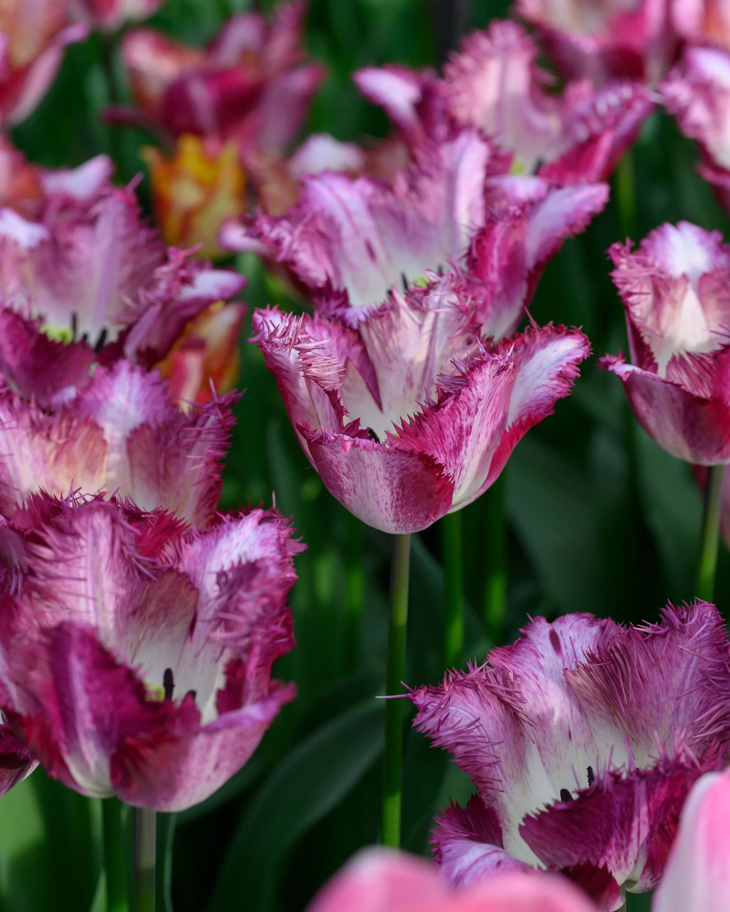Tulip 'Colour Fusion' - Image 6