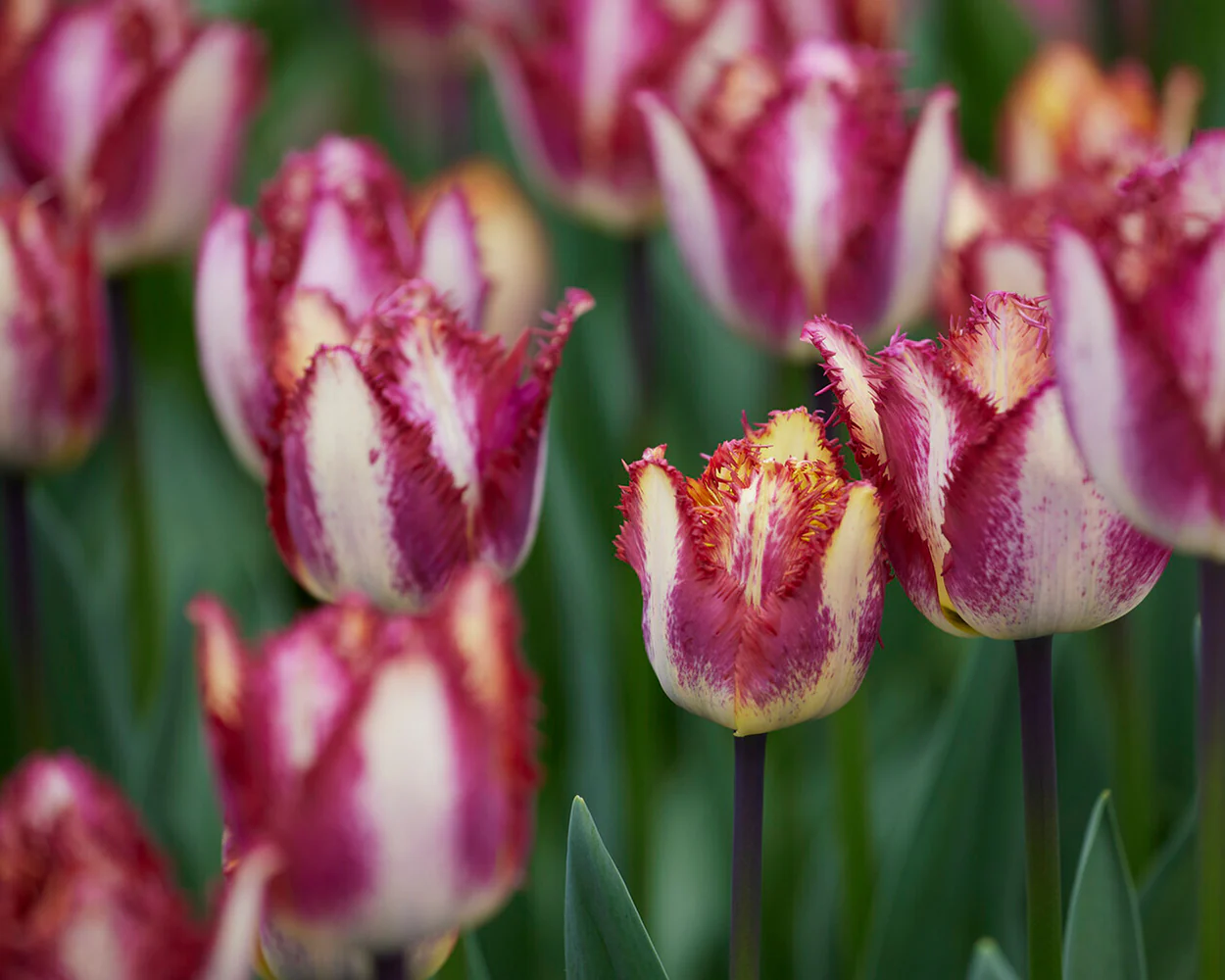 Tulip 'Colour Fusion' - Image 9