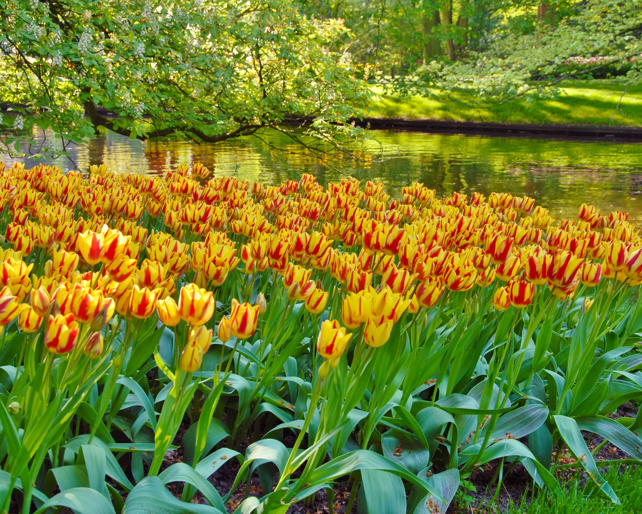 Tulip 'Colour Spectacle' - Image 2