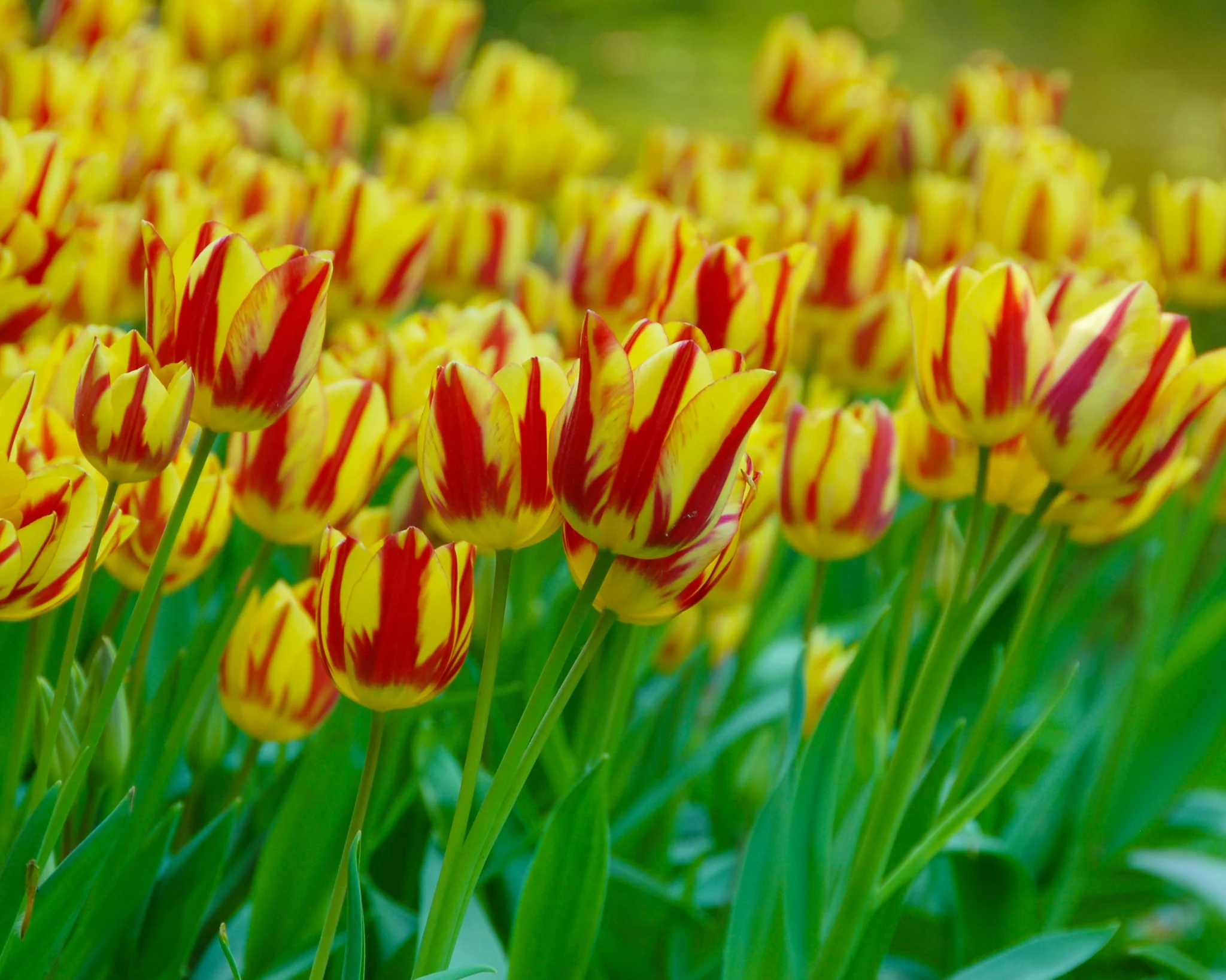 Tulip 'Colour Spectacle' - Image 4