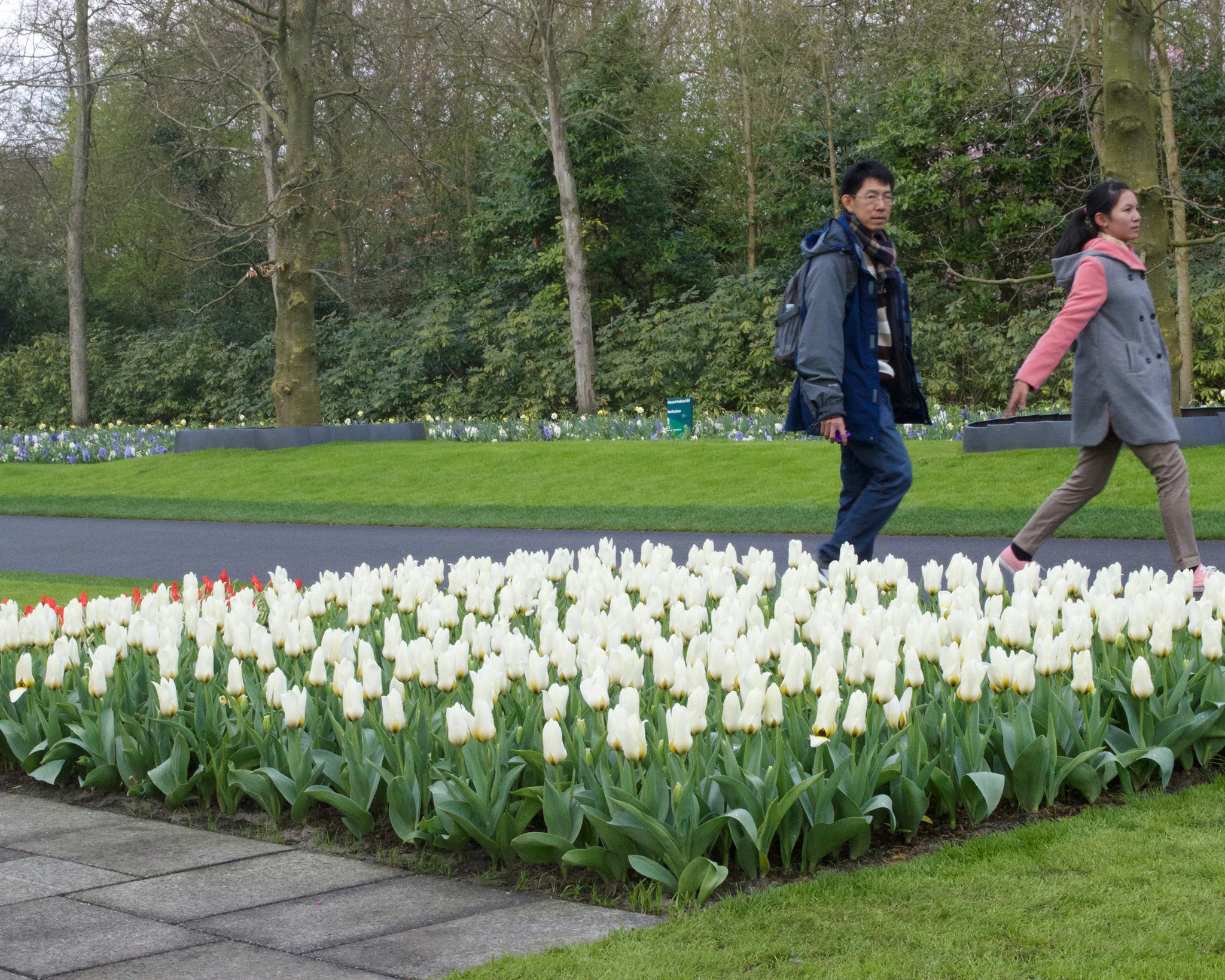 Tulip 'Concerto' - Image 4