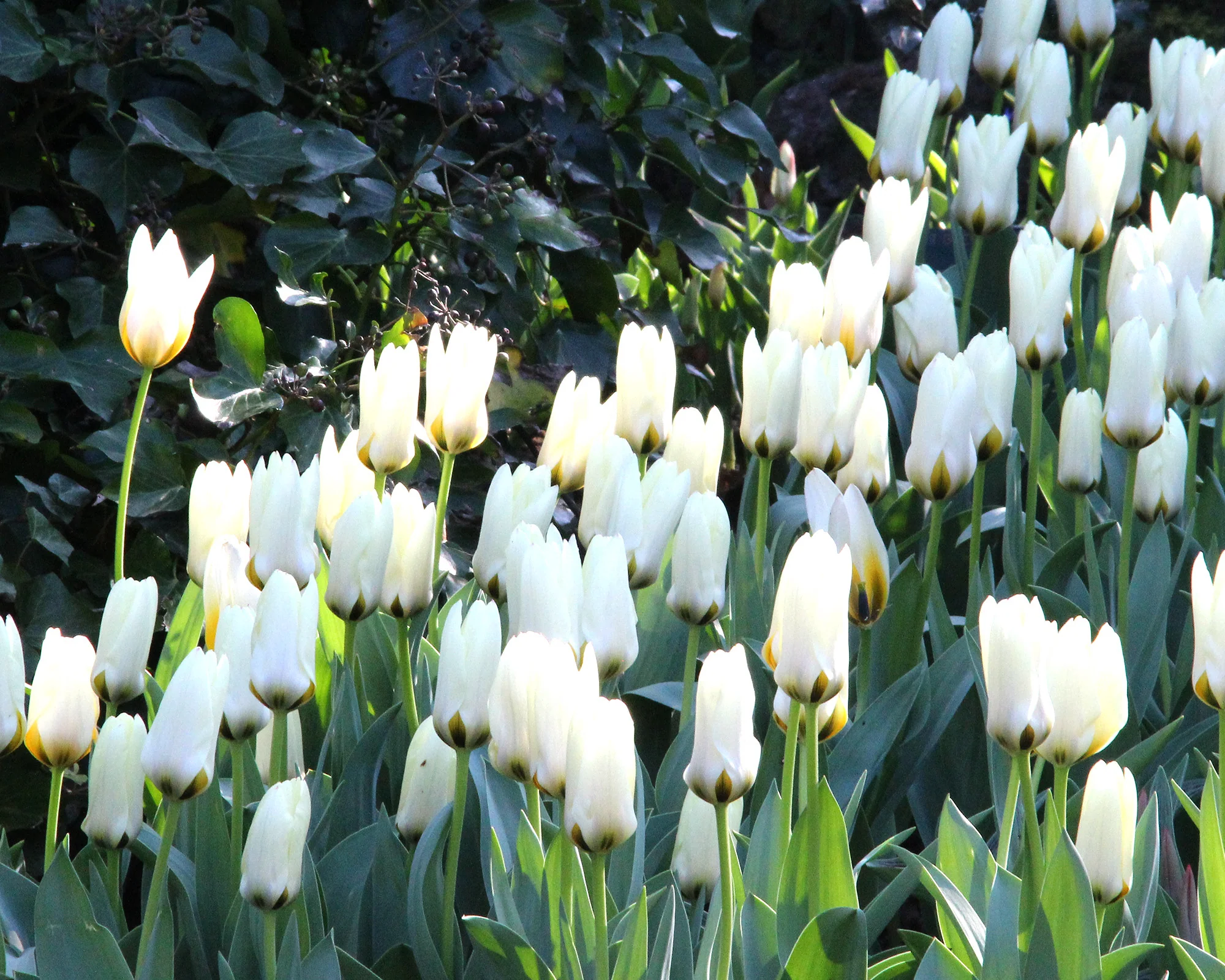 Tulip 'Concerto' - Image 9