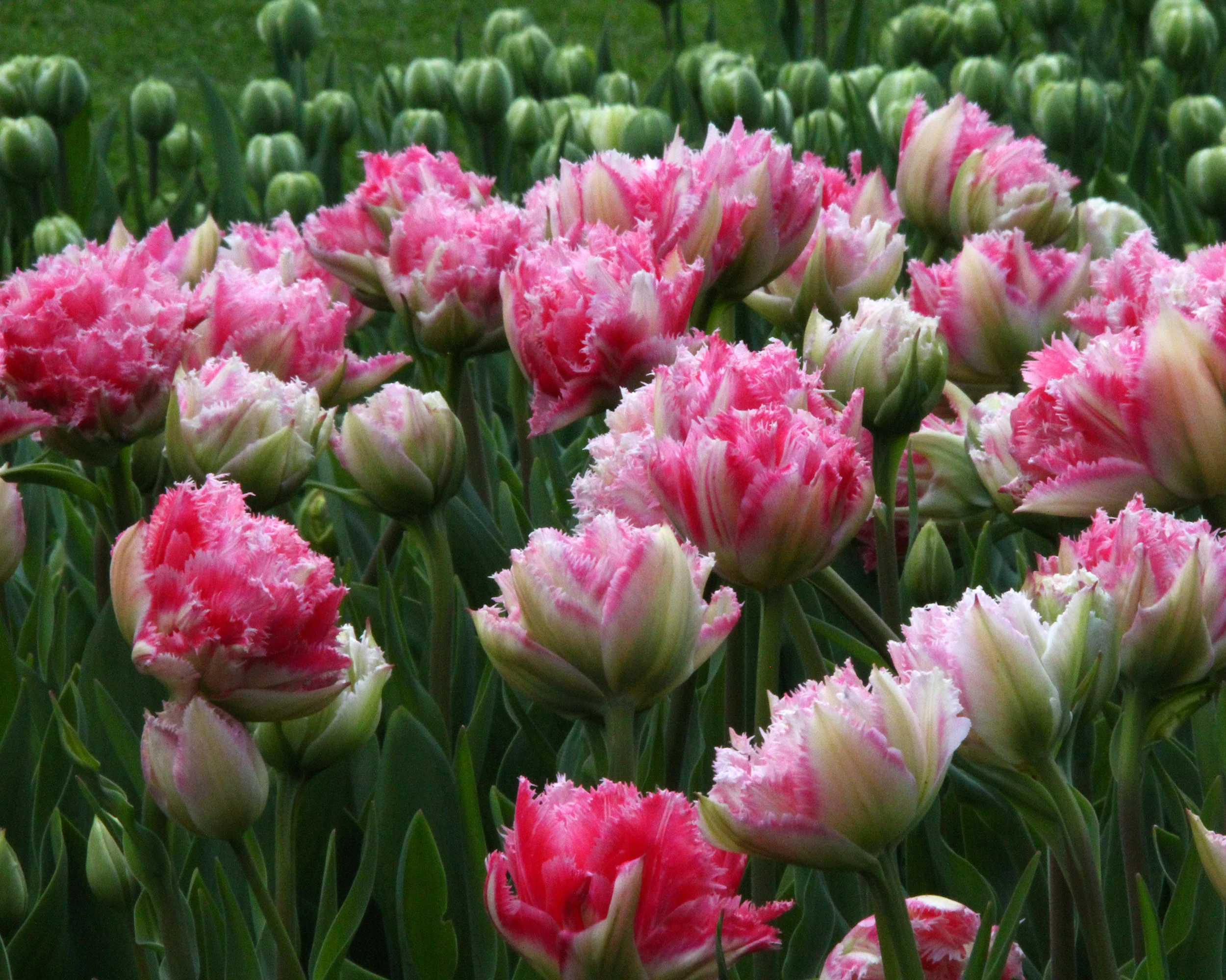 Tulip 'Cool Crystal' - Image 3