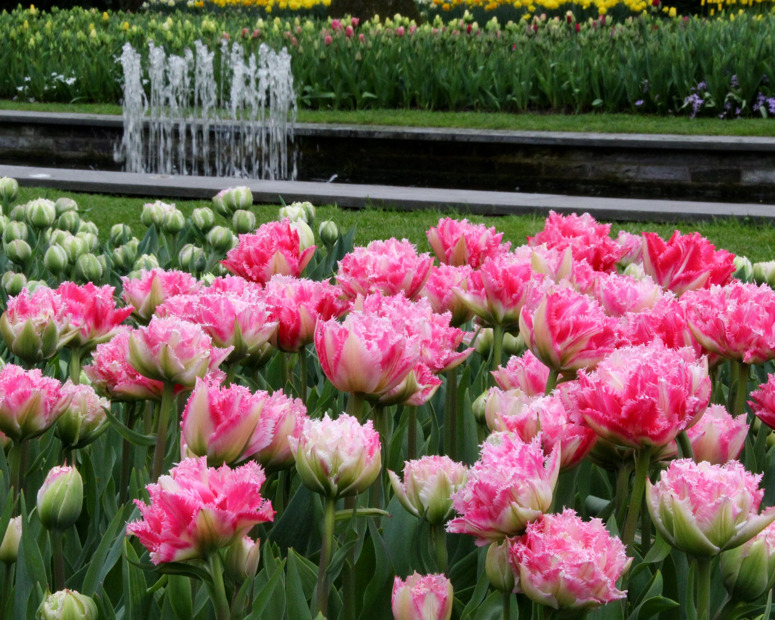 Tulip 'Cool Crystal' - Image 5