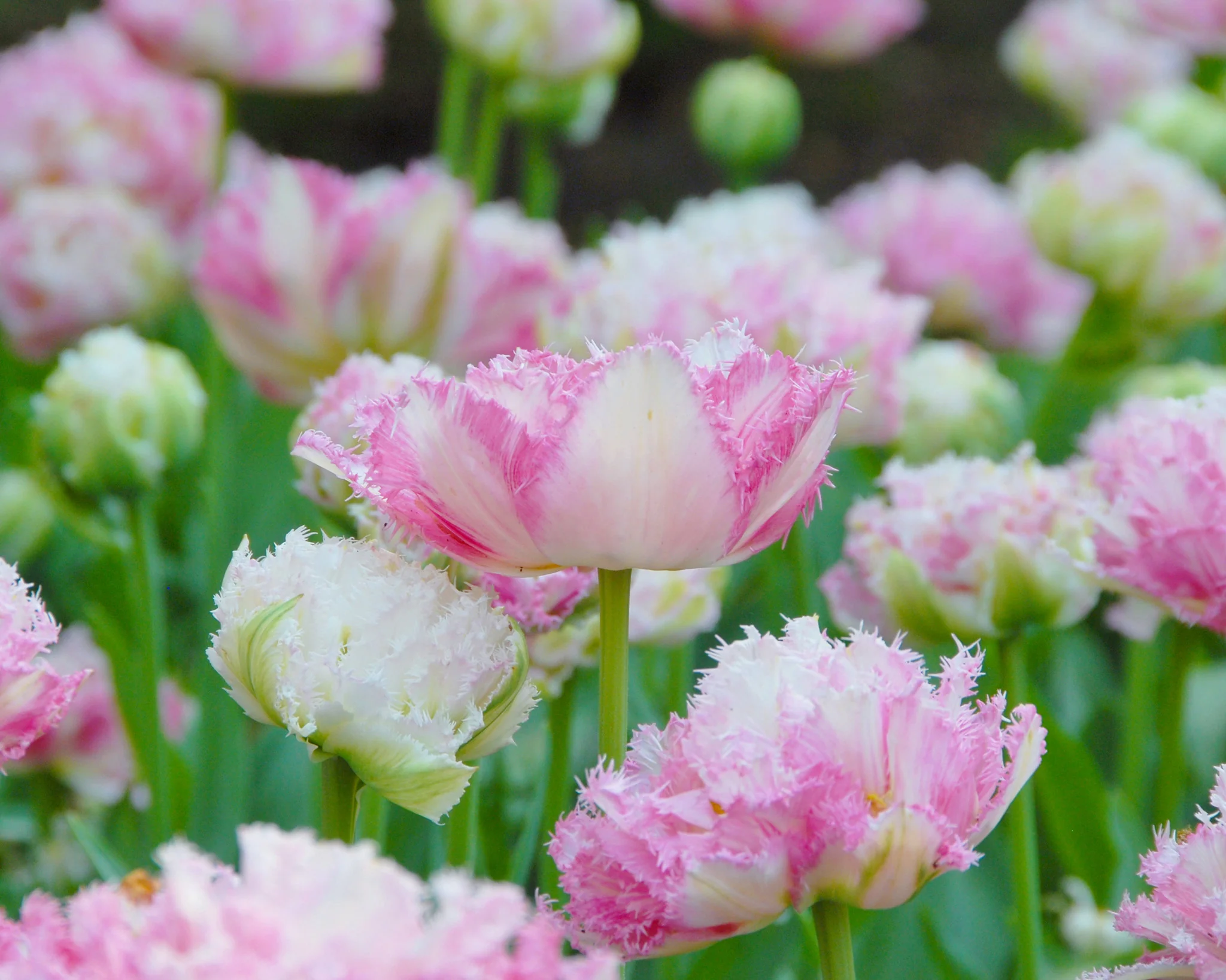 Tulip 'Cool Crystal' - Image 6