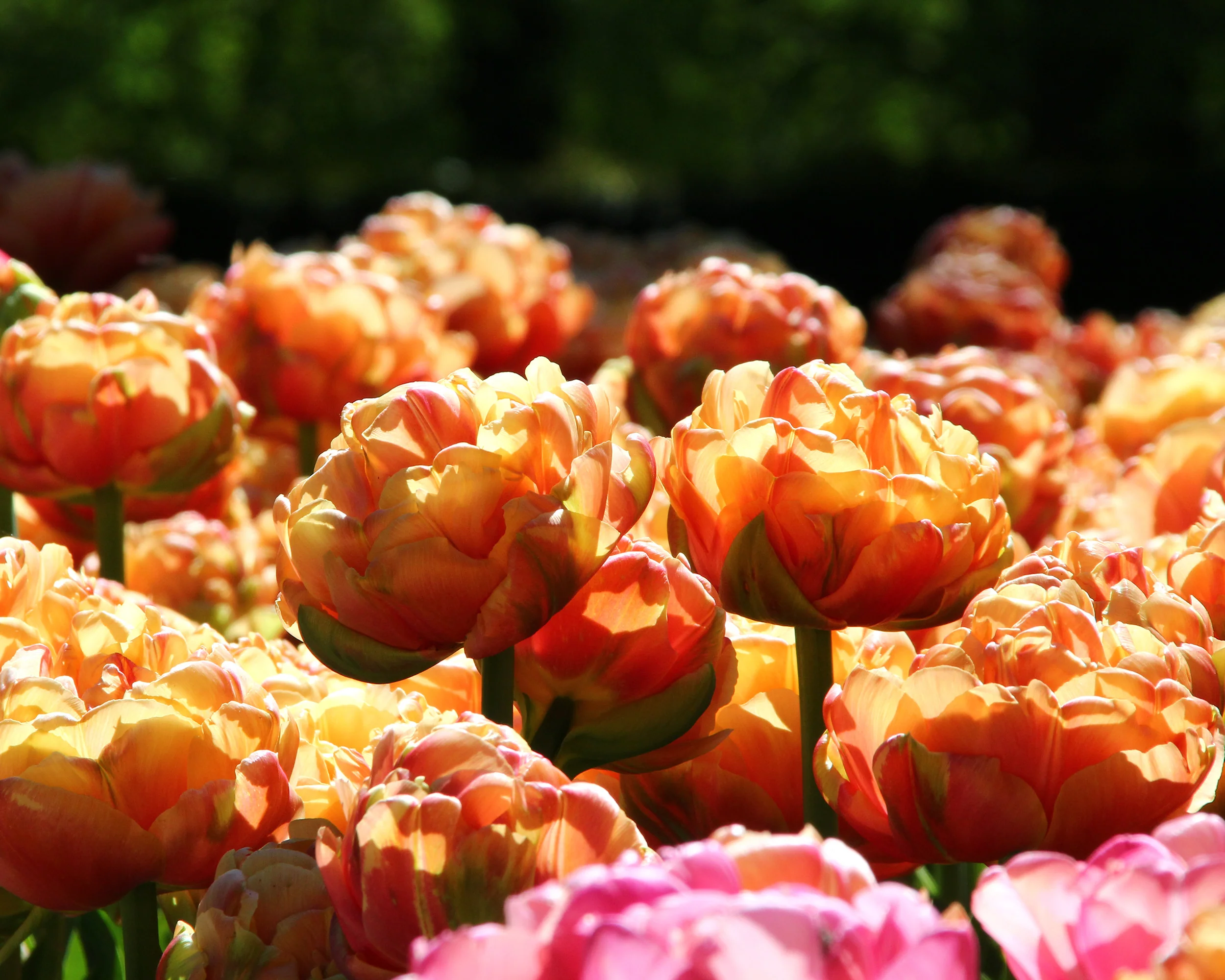 Tulip 'Copper Image' - Image 2