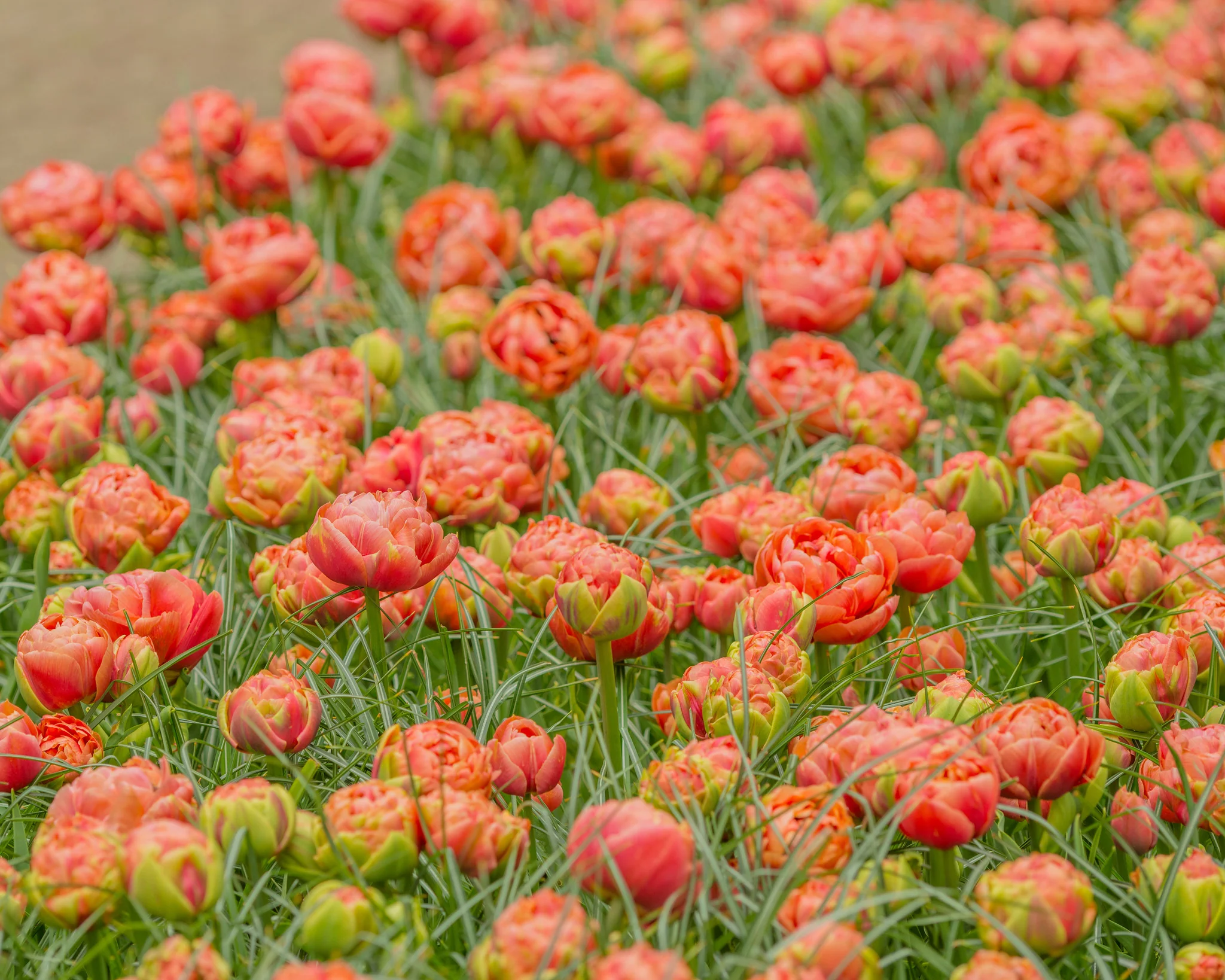 Tulip 'Copper Image' - Image 3